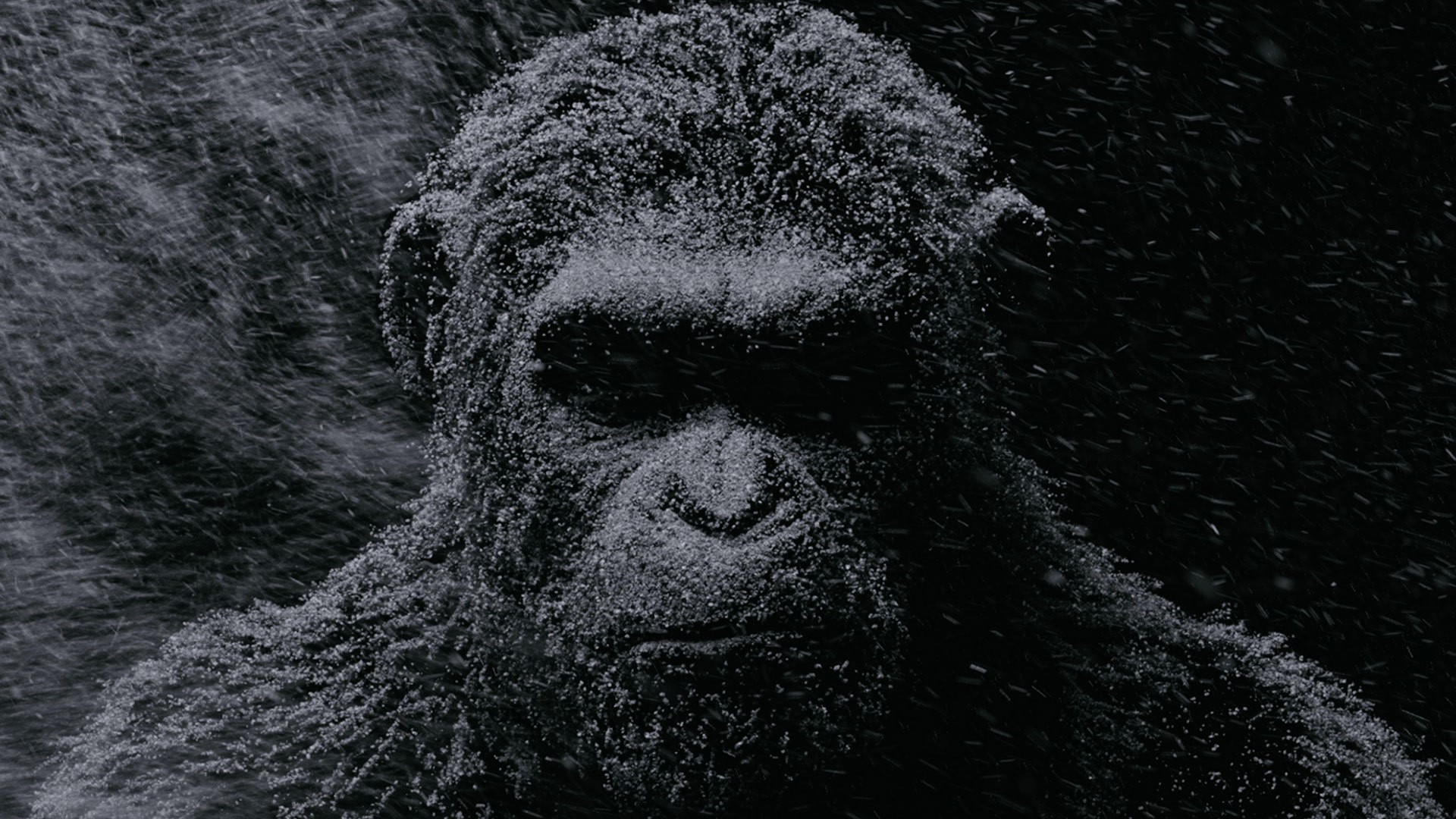 Caesar from War for the Planet of the Apes HD Wallpaper