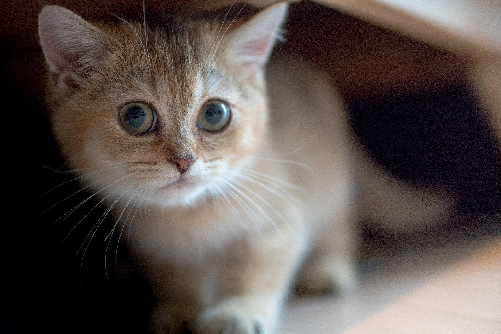 A cute golden kitten peeking out from a dark space HD Wallpaper