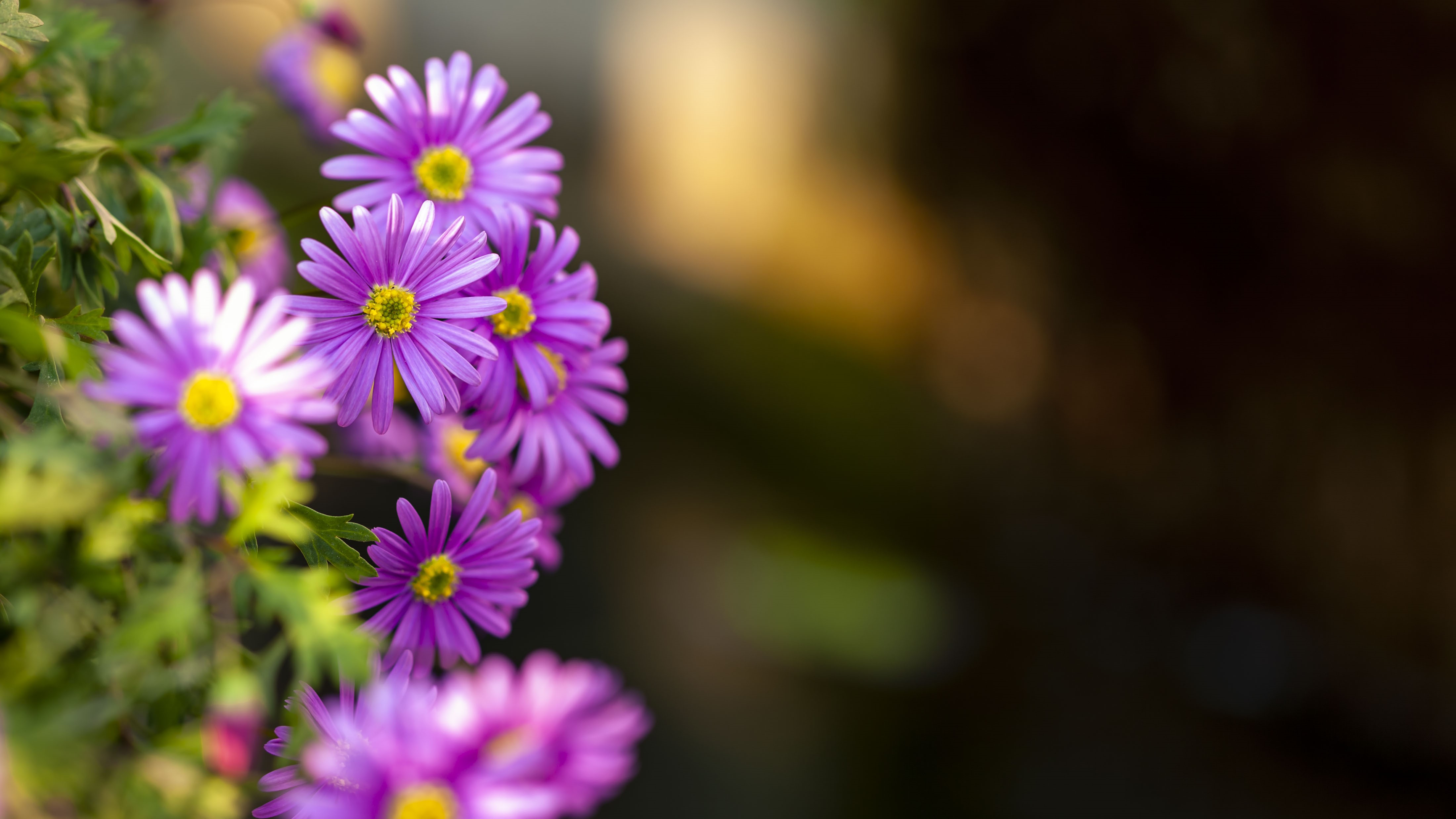 Purple flowers with yellow centers in nature HD Wallpaper