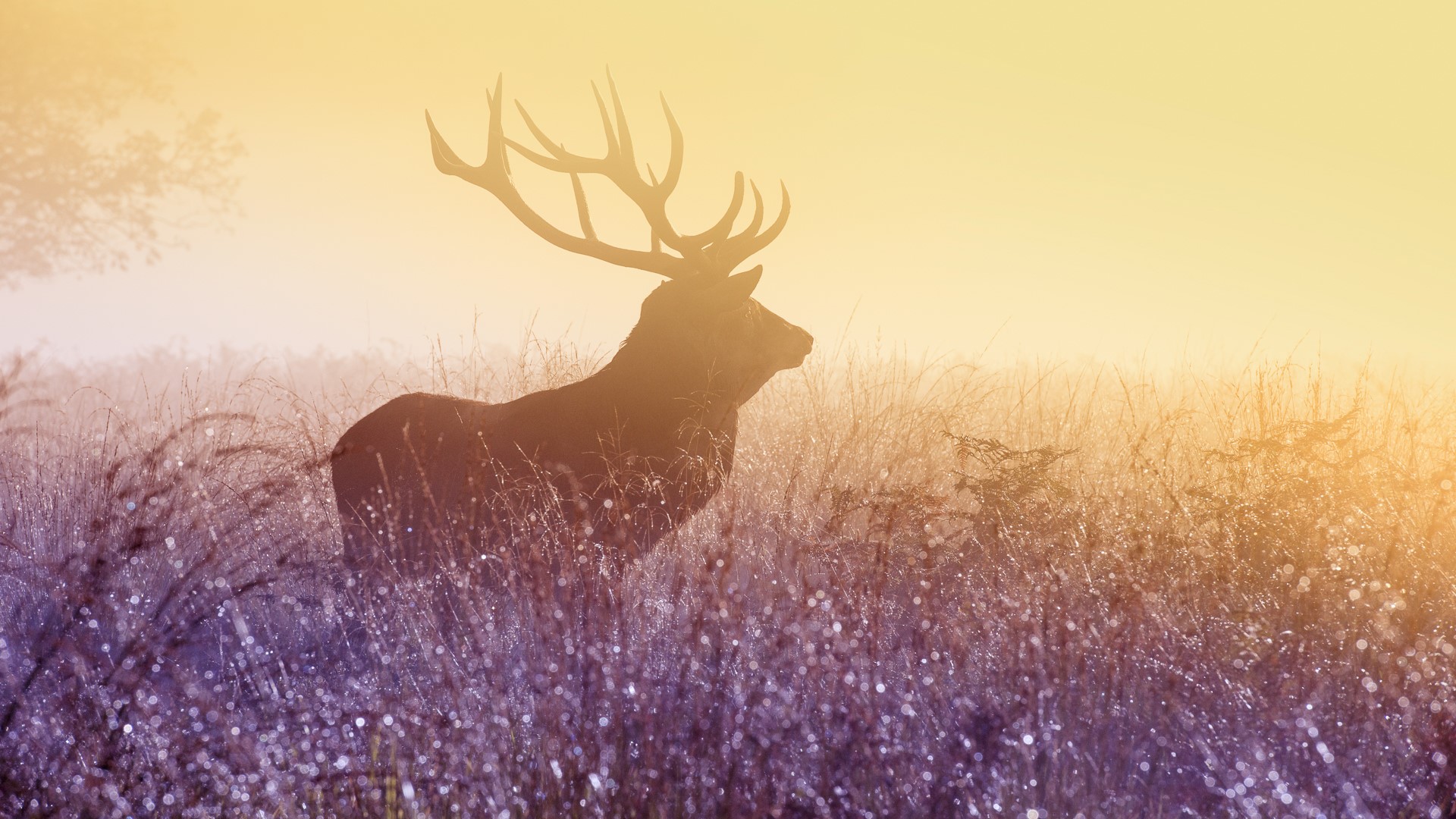 Deer with antlers in a misty field at sunrise HD Wallpaper