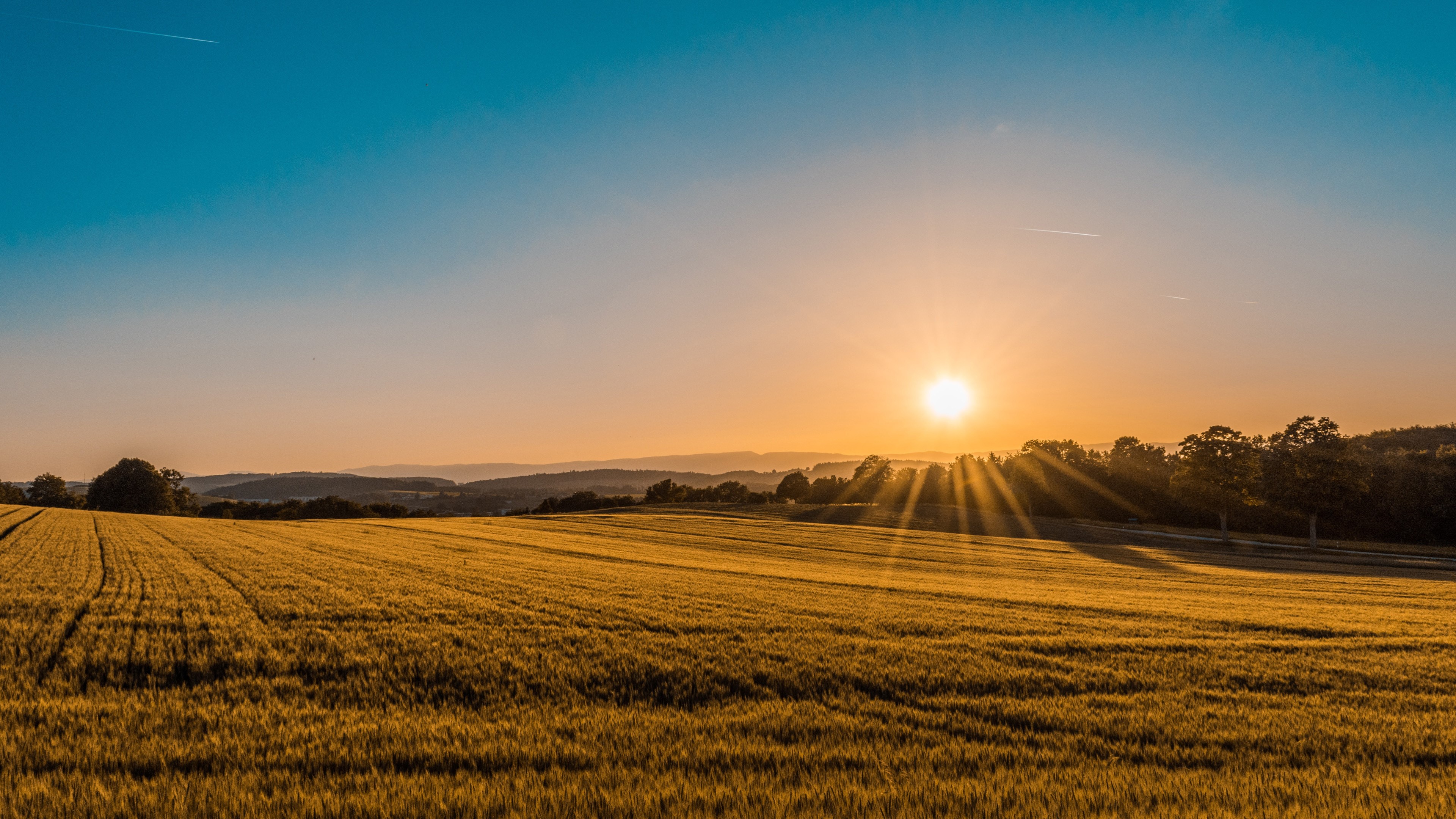 4K Yellow Field at Sunset HD Wallpaper