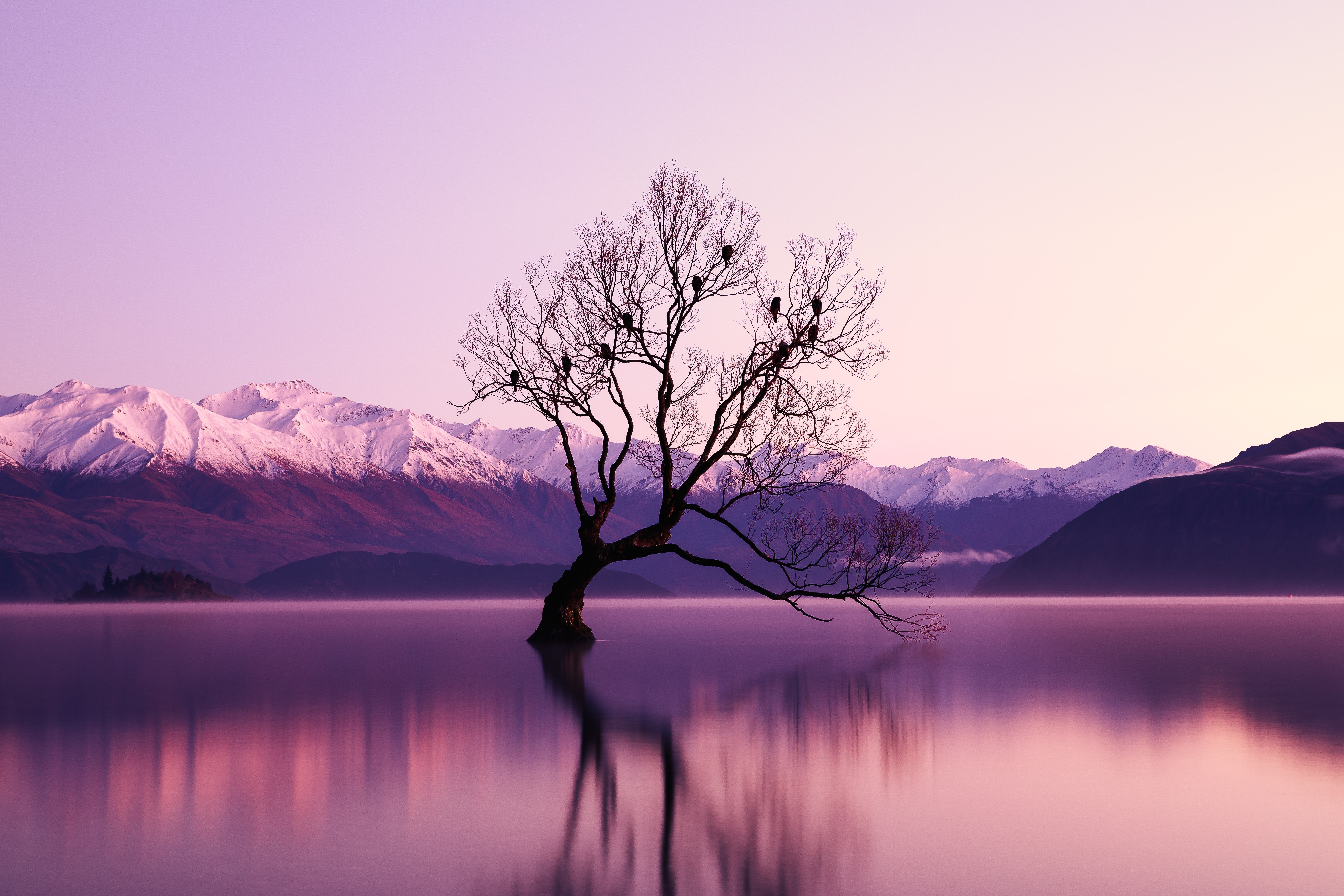 Tree in Lake Wanaka with Snow-Capped Mountains HD Wallpaper