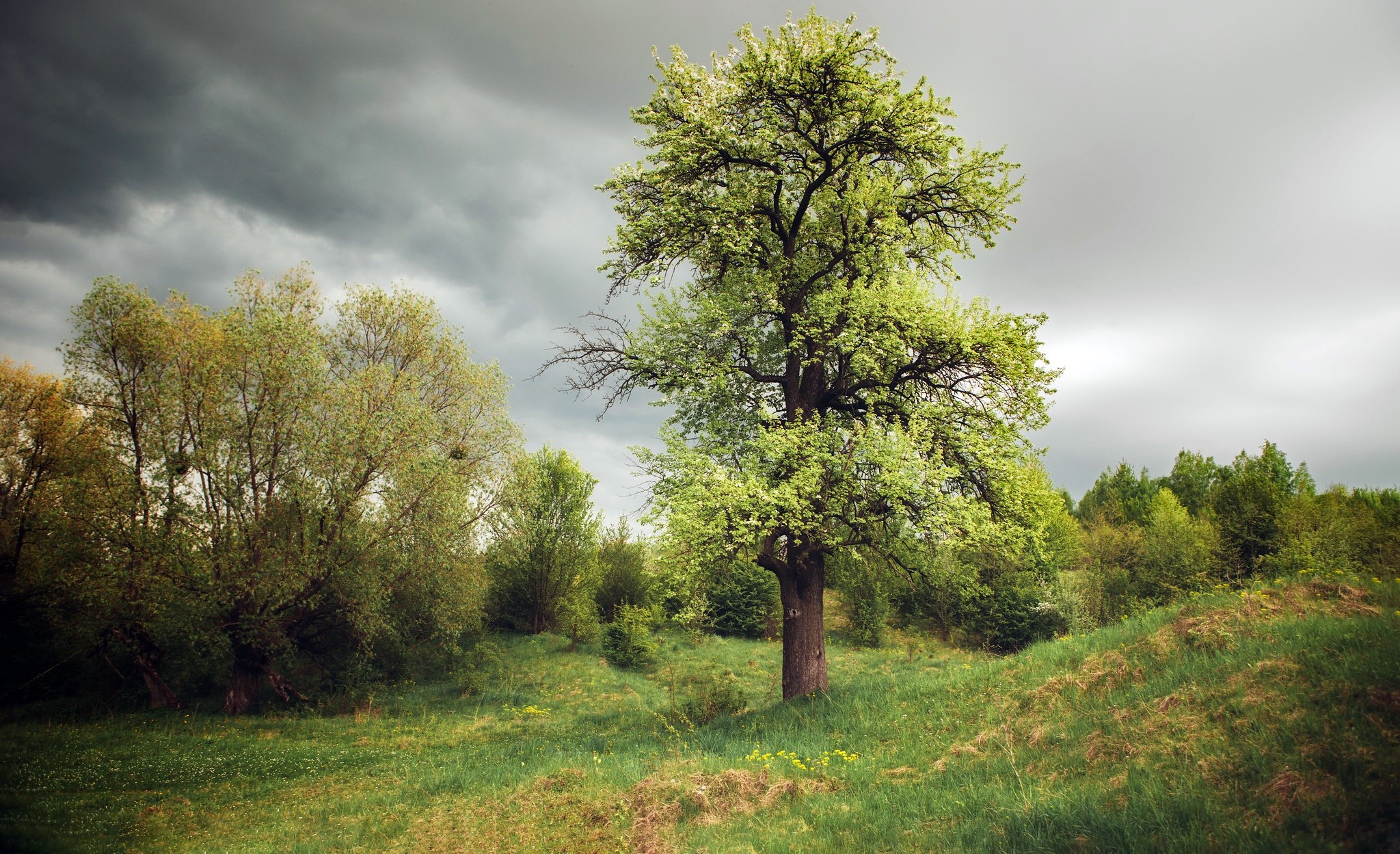 Stormy sky over a green landscape with trees HD Wallpaper