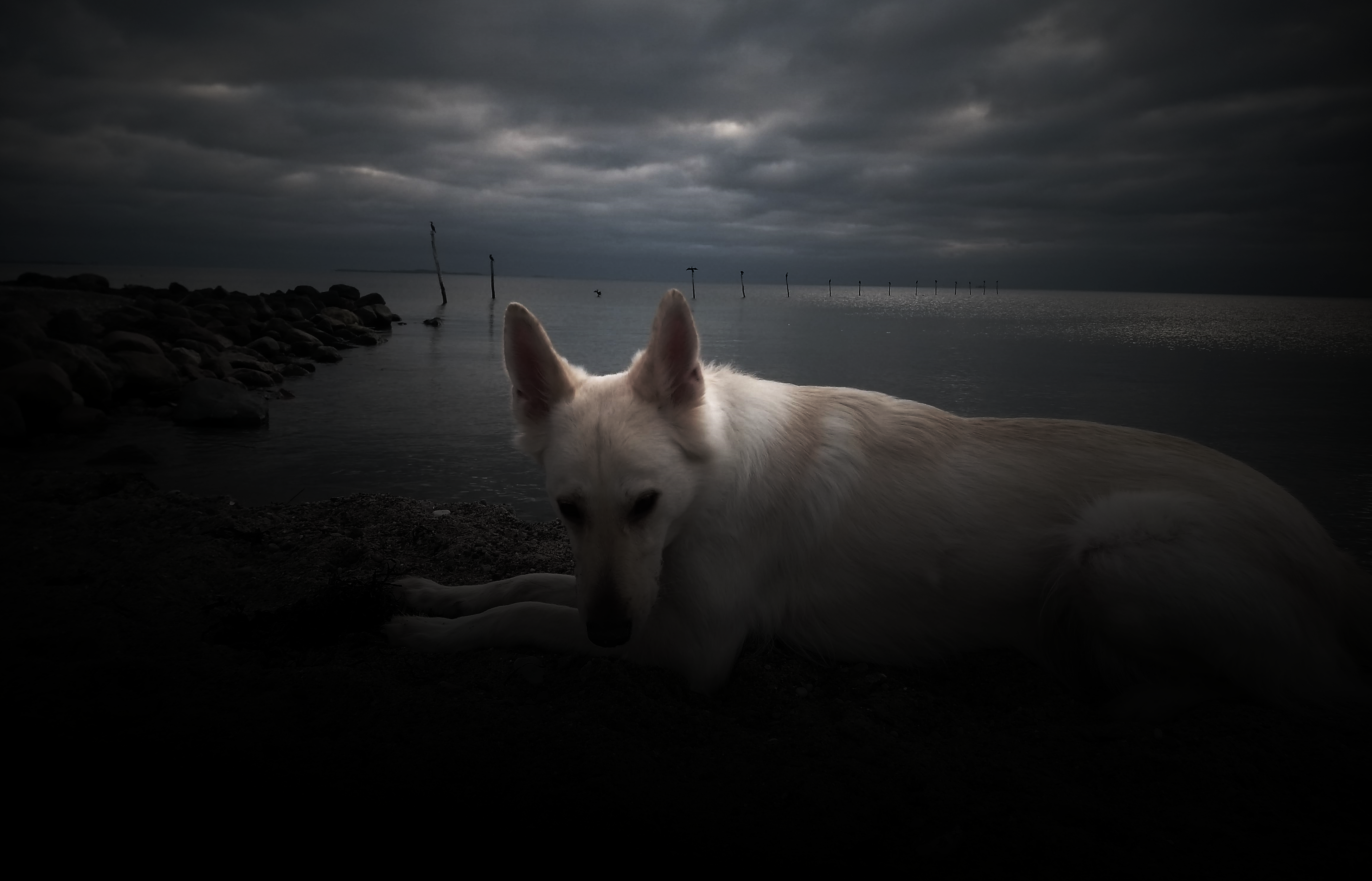 4K dog on a beach with stormy clouds HD Wallpaper