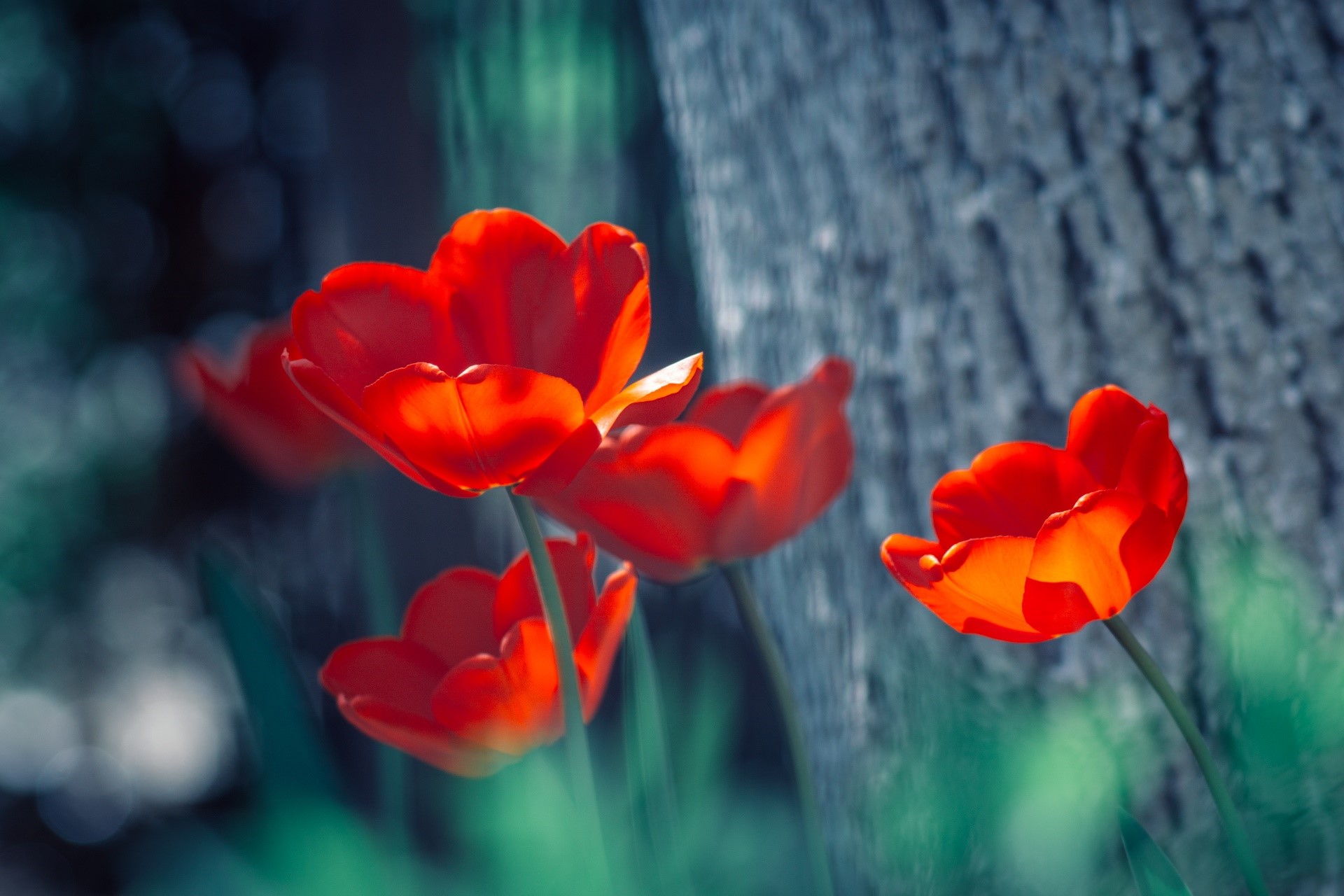Red tulips in front of a tree trunk HD Wallpaper