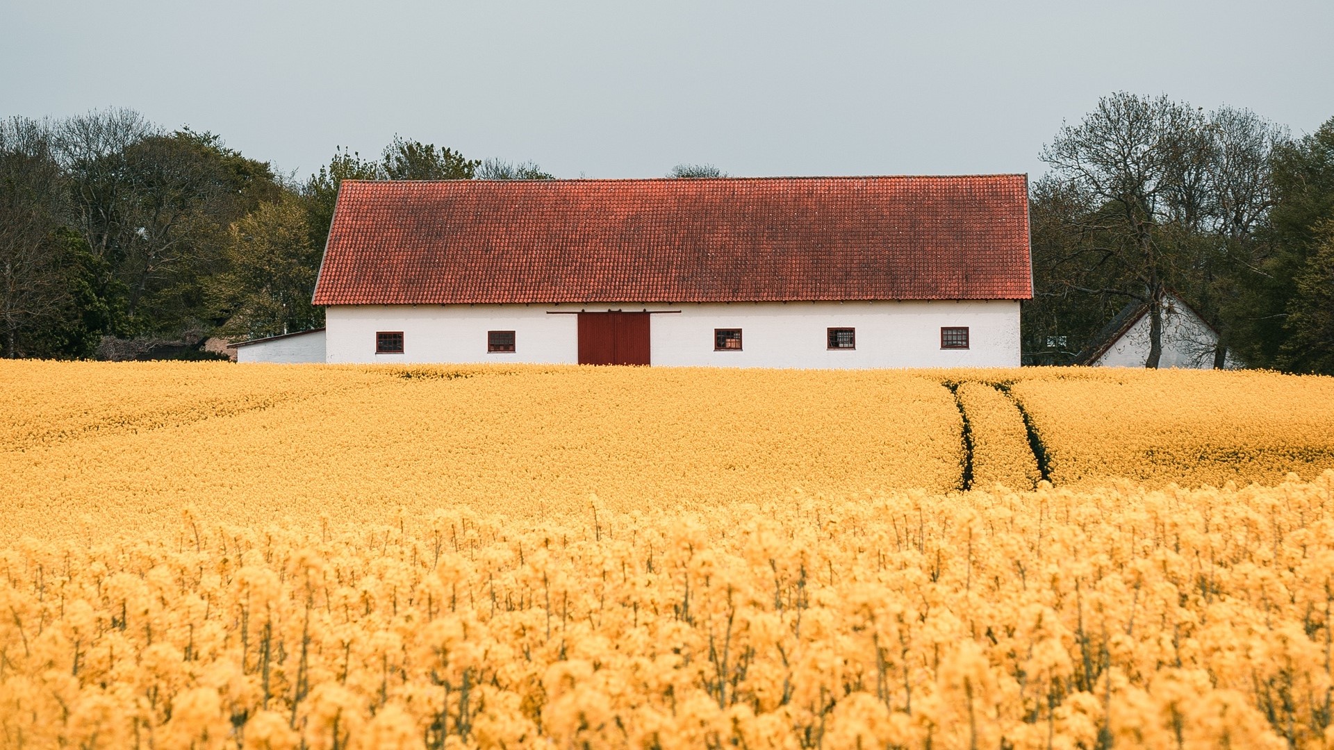 White barn with red roof in a yellow field HD Wallpaper