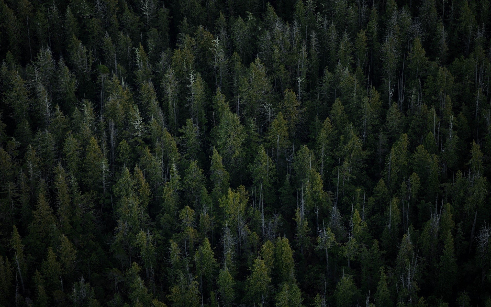 Aerial view of a dense evergreen forest HD Wallpaper