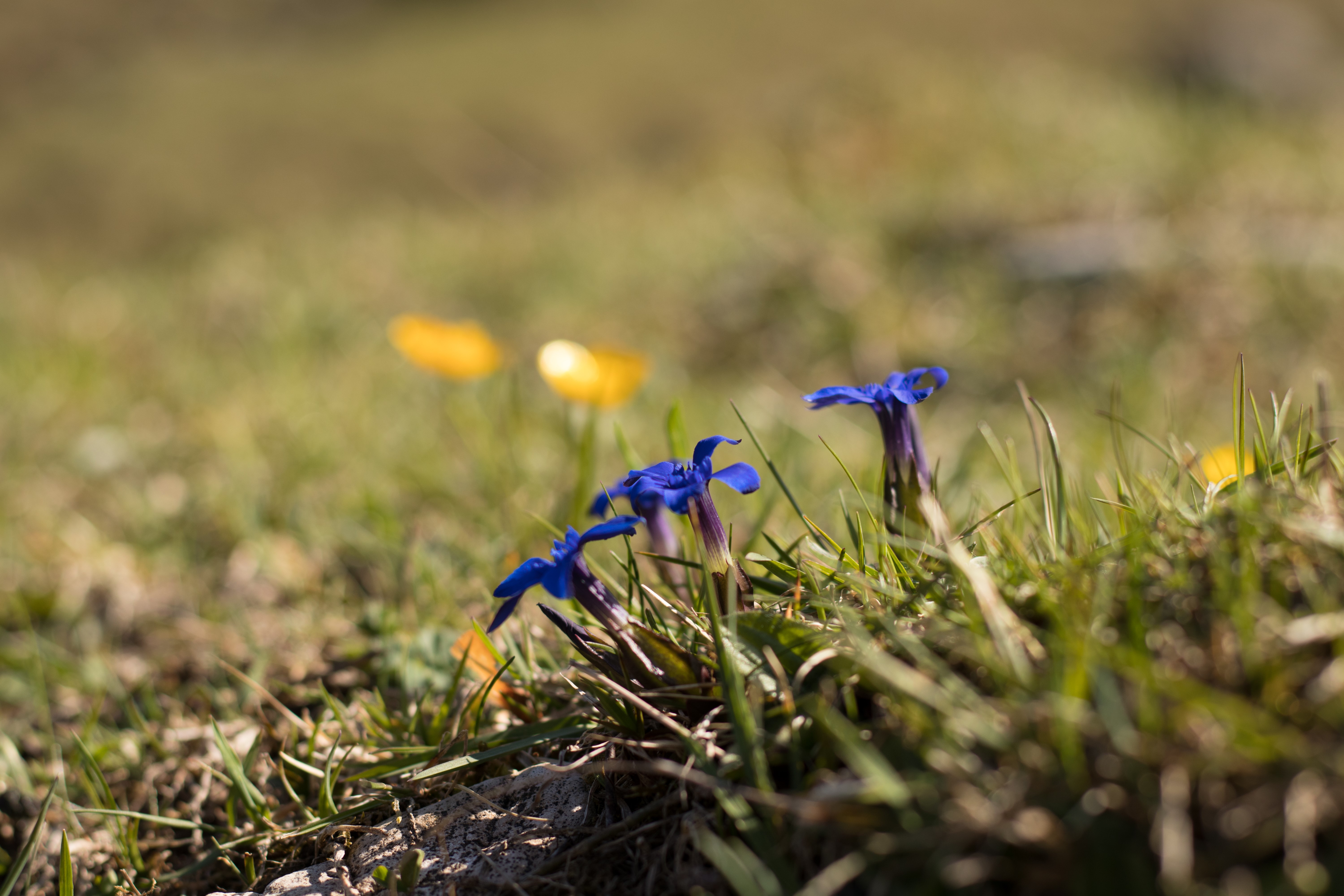 Blue flowers in grass with bokeh HD Wallpaper
