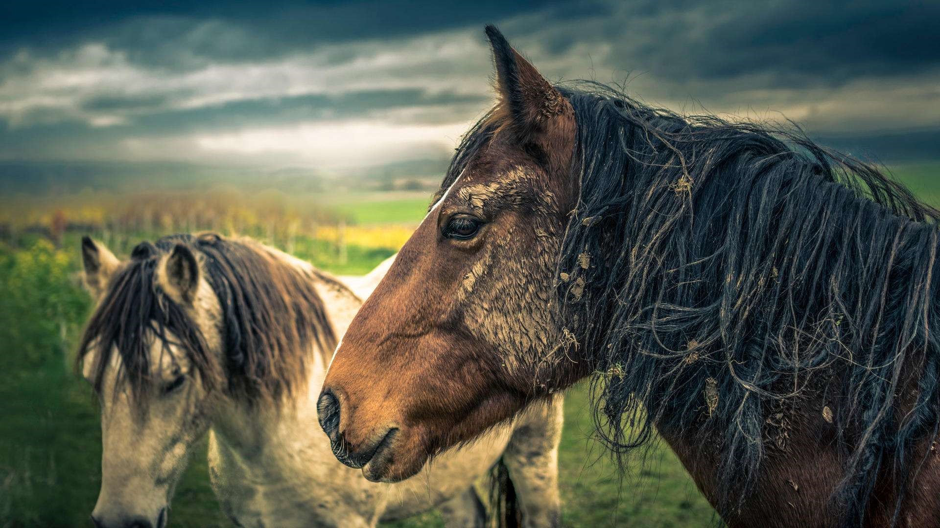 Two horses in a field under a cloudy sky HD Wallpaper