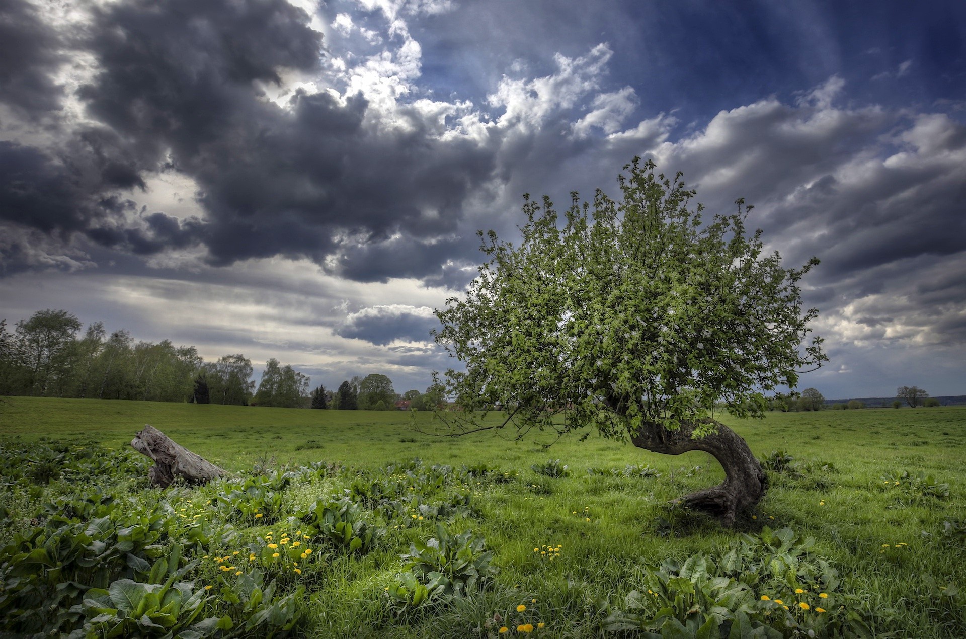 Stormy sky over a green field with a bent tree HD Wallpaper