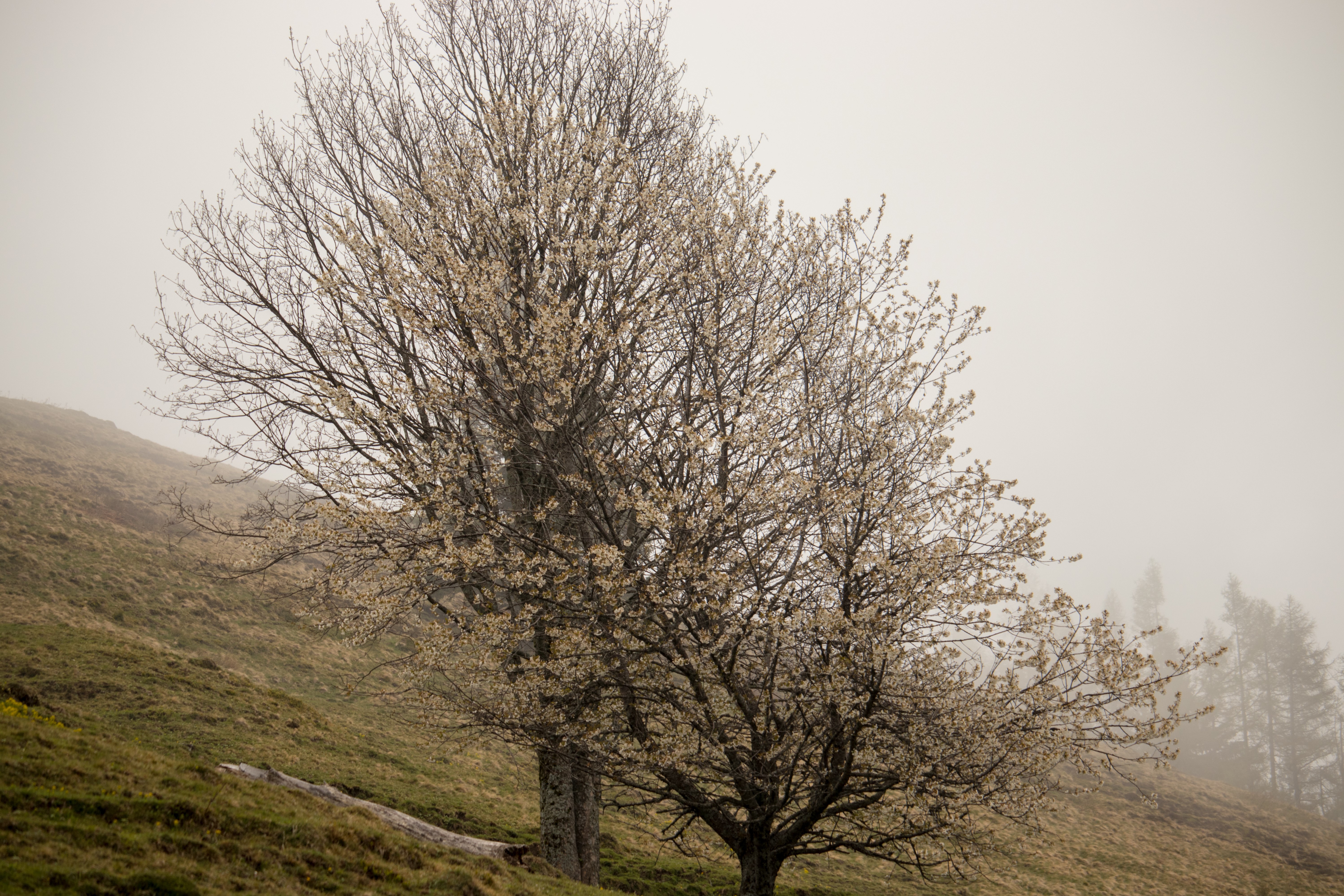 4K trees with blossoms in the fog HD Wallpaper