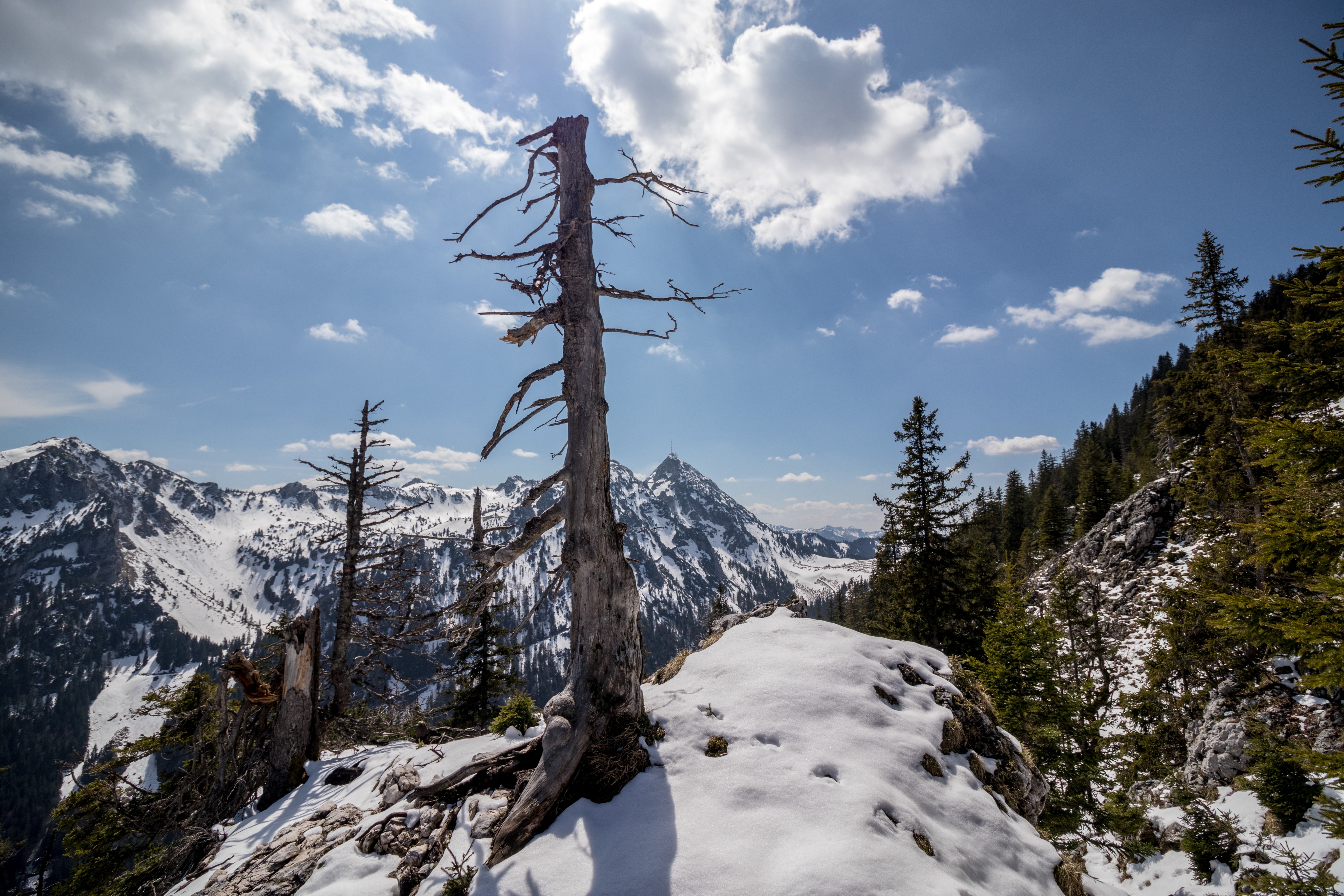 4K old tree on snowy mountains under sky with clouds HD Wallpaper