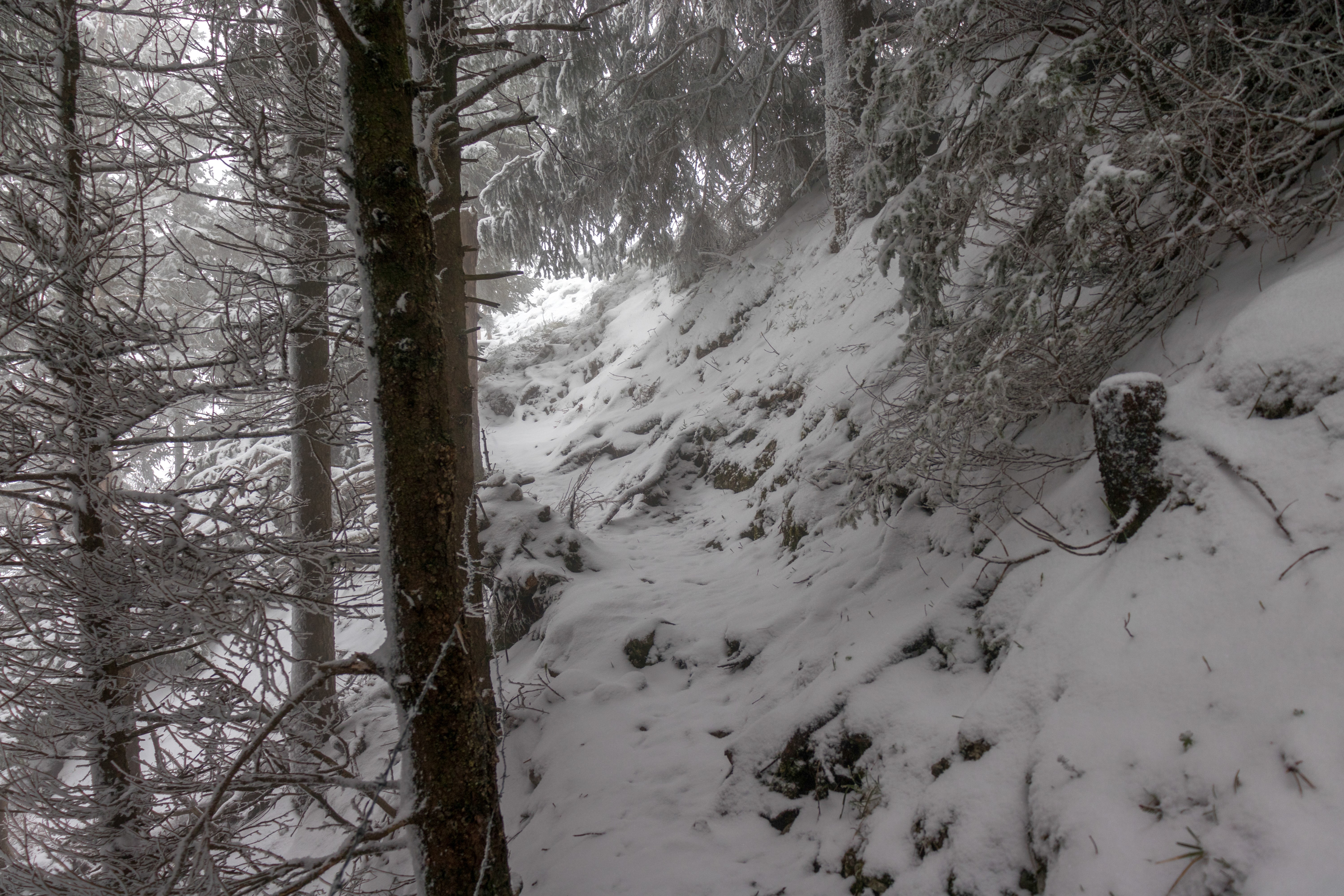 Snowy mountain path through a forest HD Wallpaper