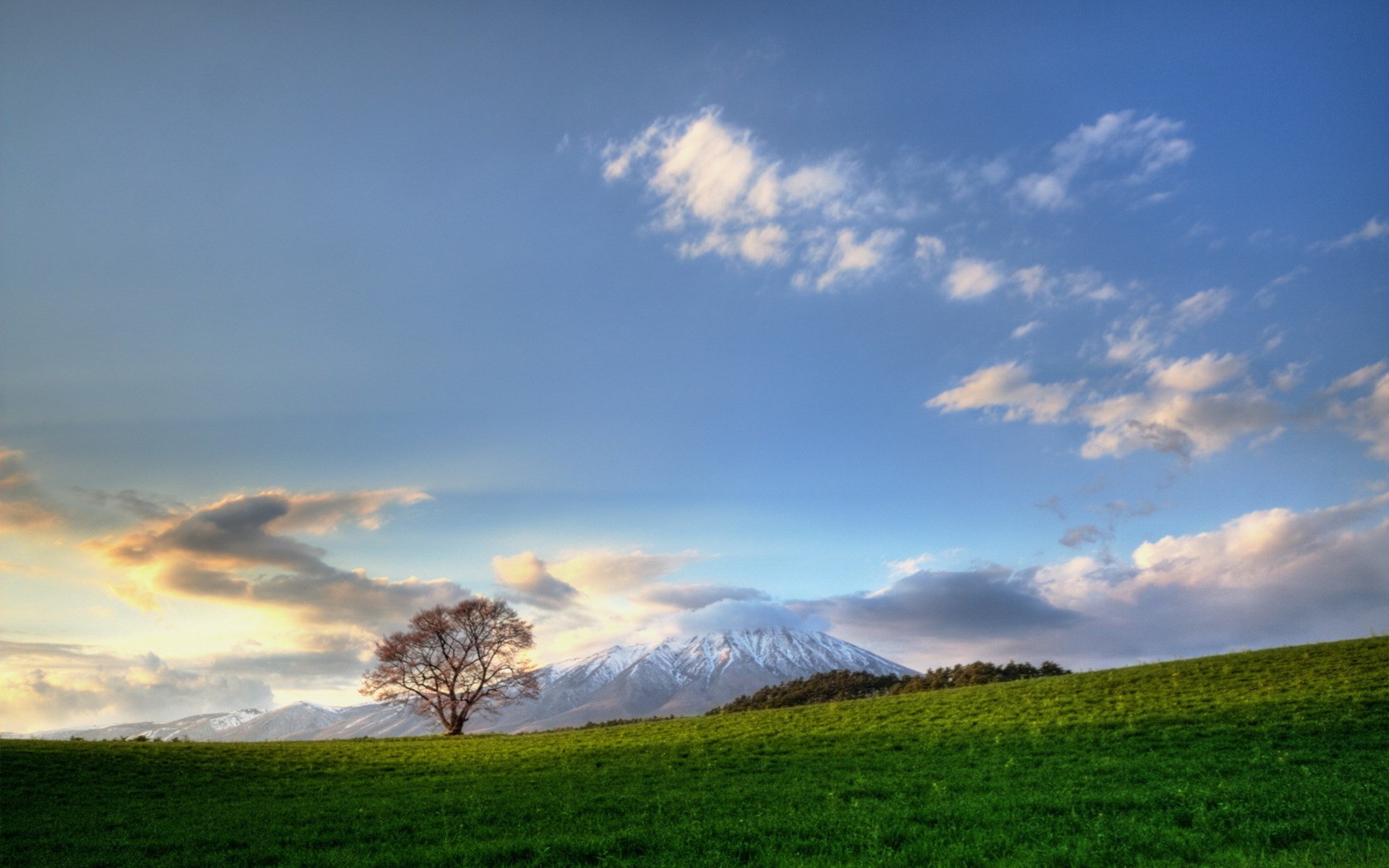 Lone tree on a grassy hill with a snow-capped mountain HD Wallpaper