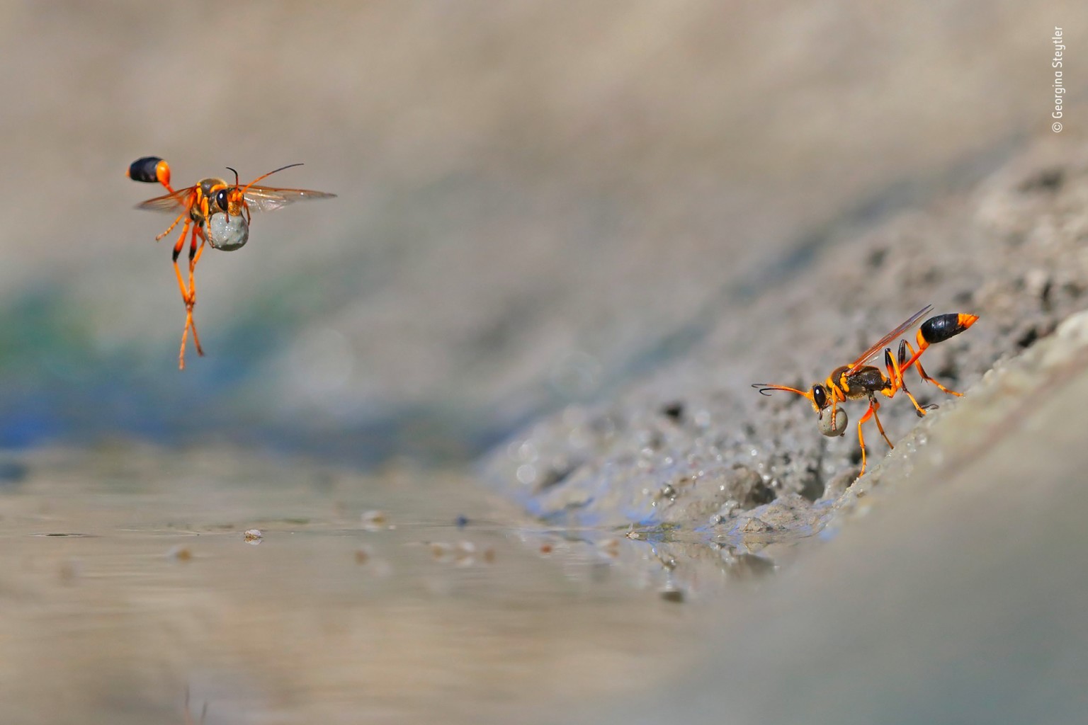 Two wasps collecting water from mud HD Wallpaper