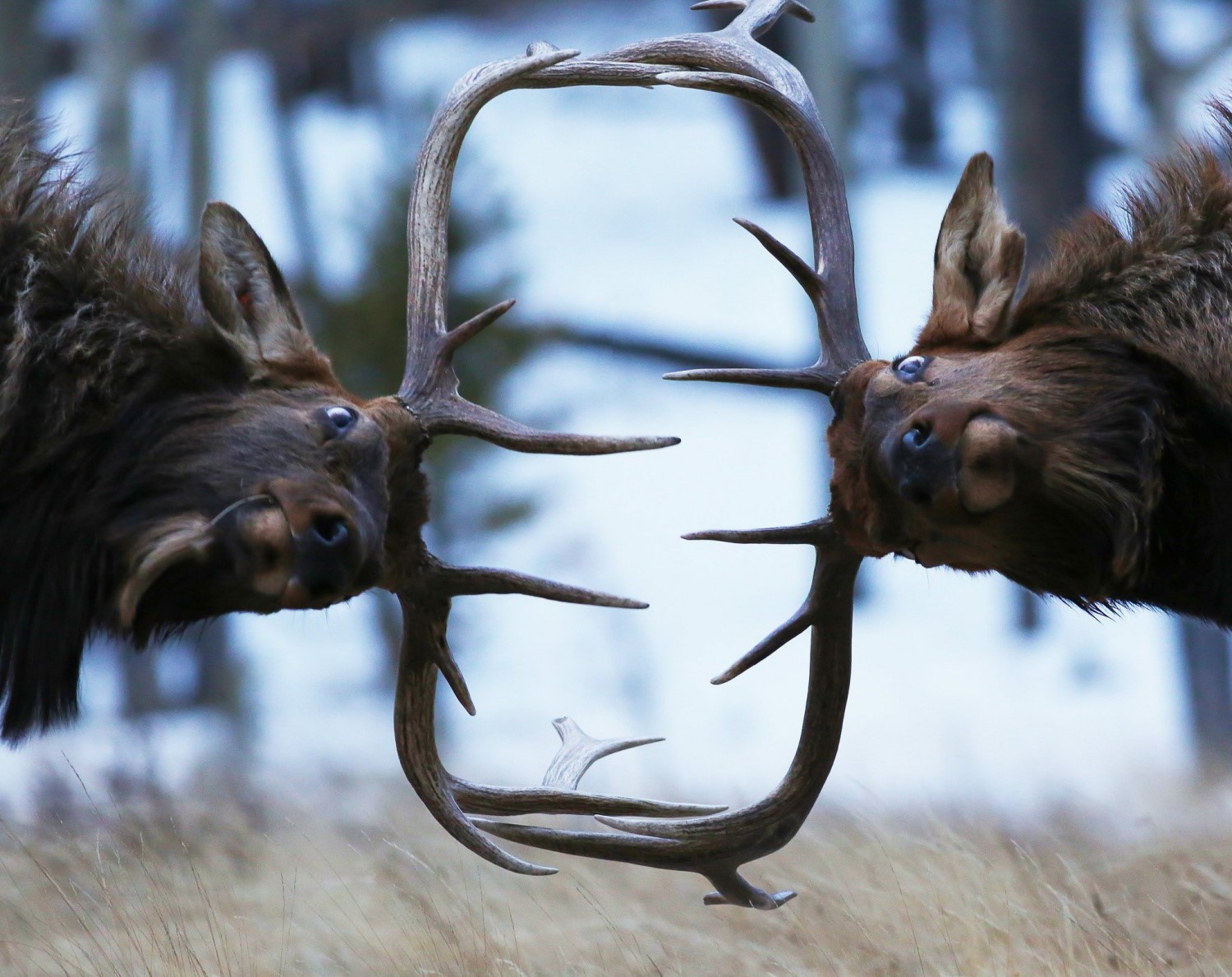 Two elk butting heads with antlers HD Wallpaper