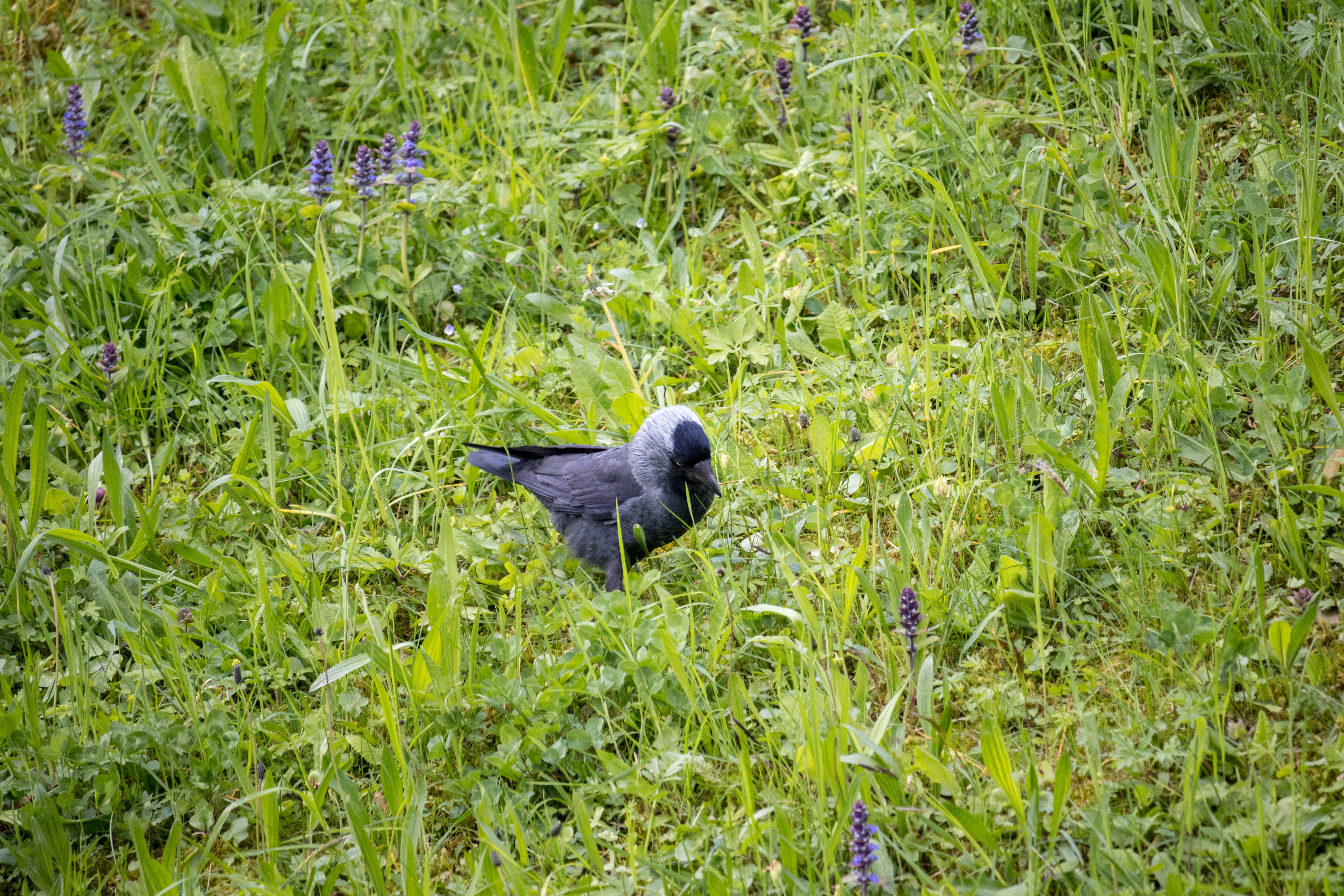 4K bird in green grass with purple flowers HD Wallpaper