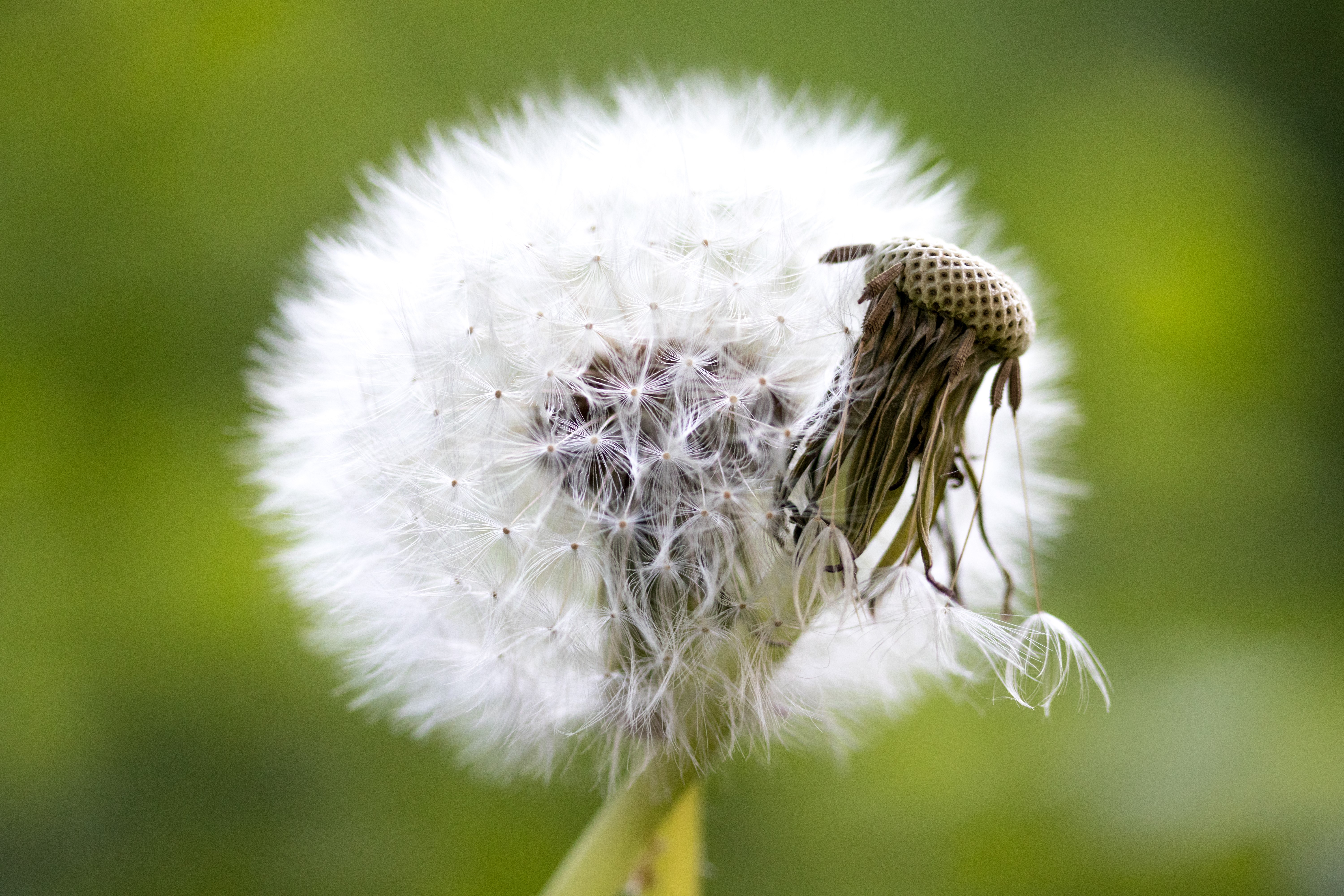 Dandelion seed head macro shot HD Wallpaper