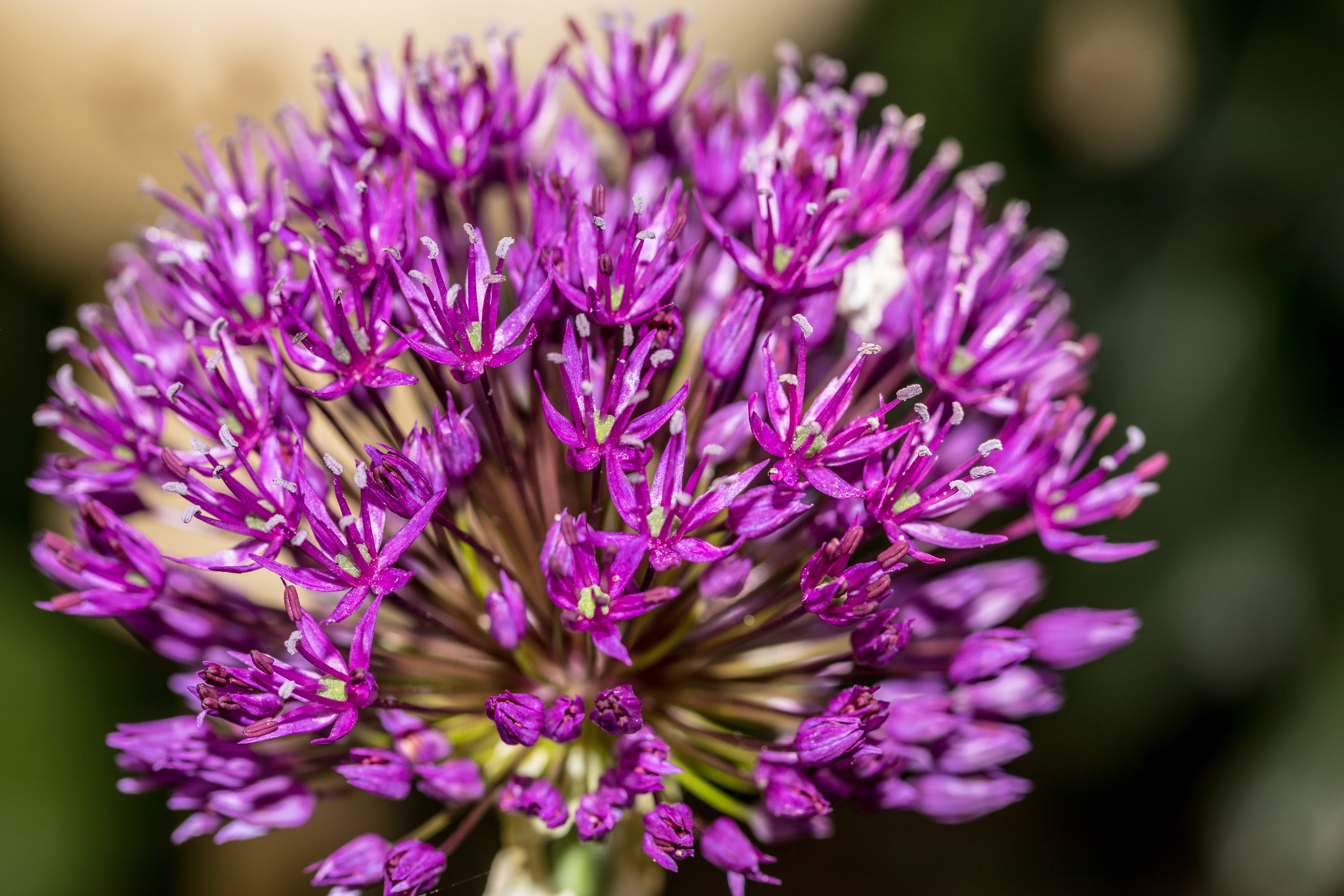 4K Macro Closeup of Purple Allium Flowers HD Wallpaper