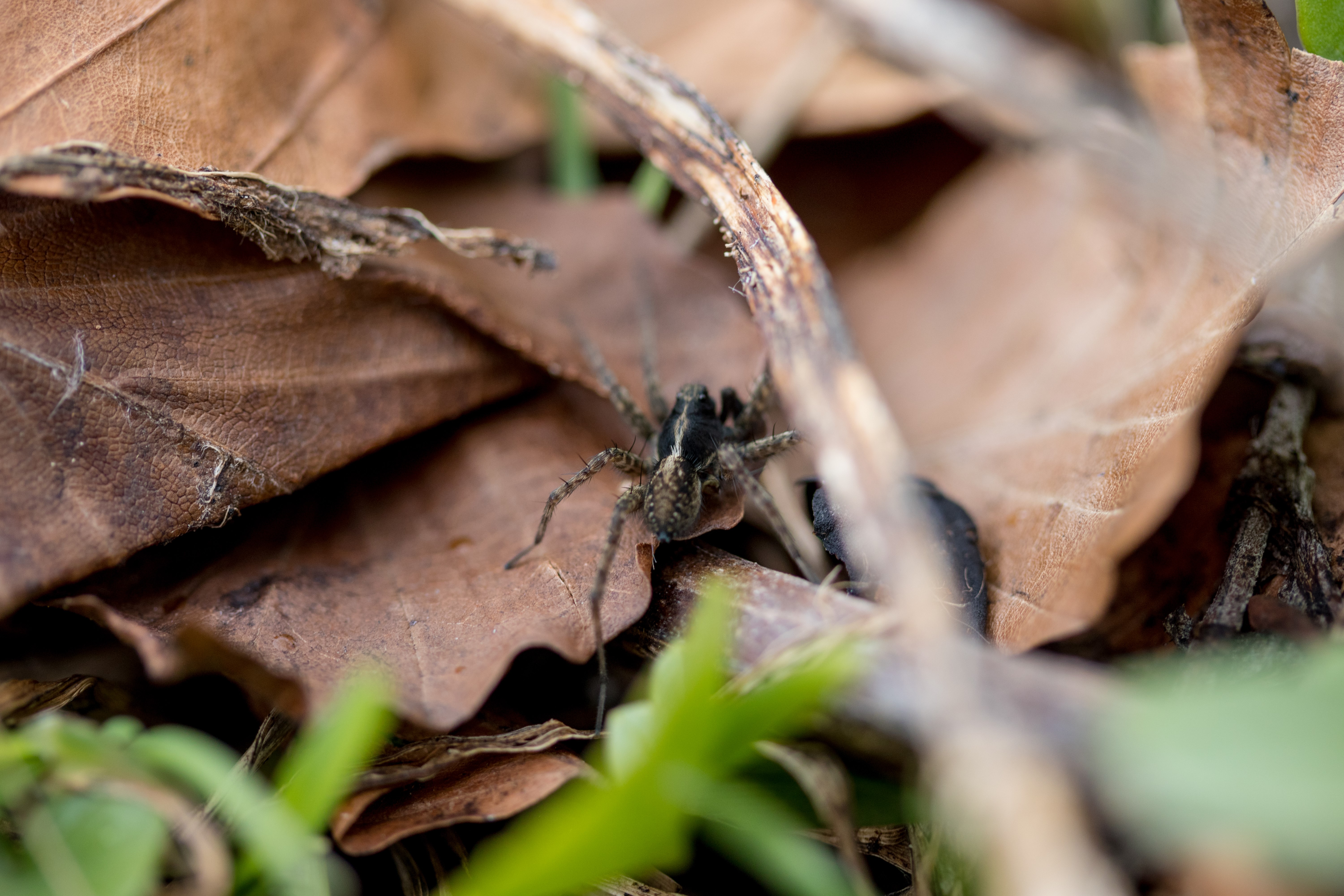 Spider on fallen leaves, macro nature HD Wallpaper