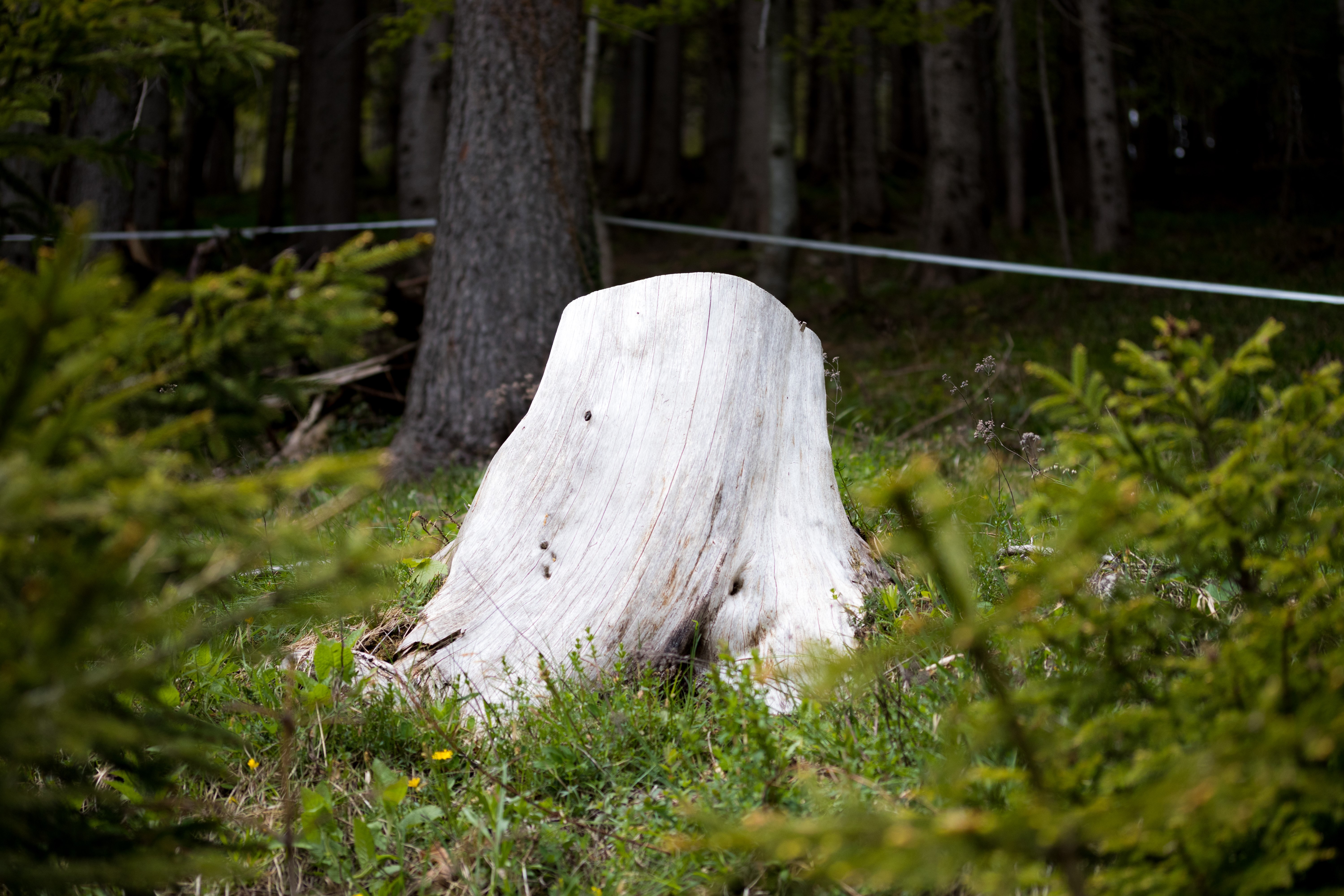 Tree stump in a forest HD Wallpaper