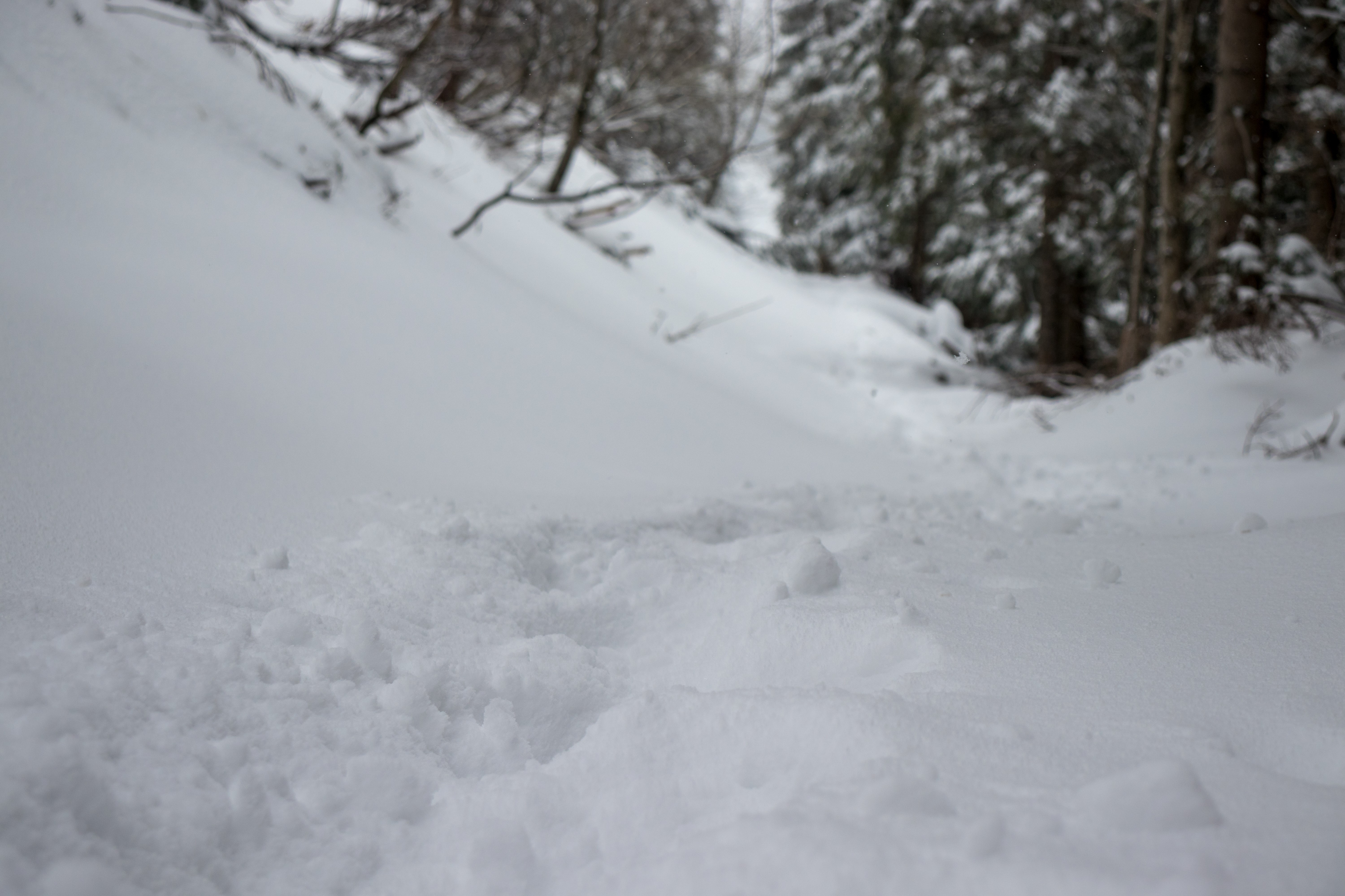 4K snow winter landscape with fir-trees HD Wallpaper
