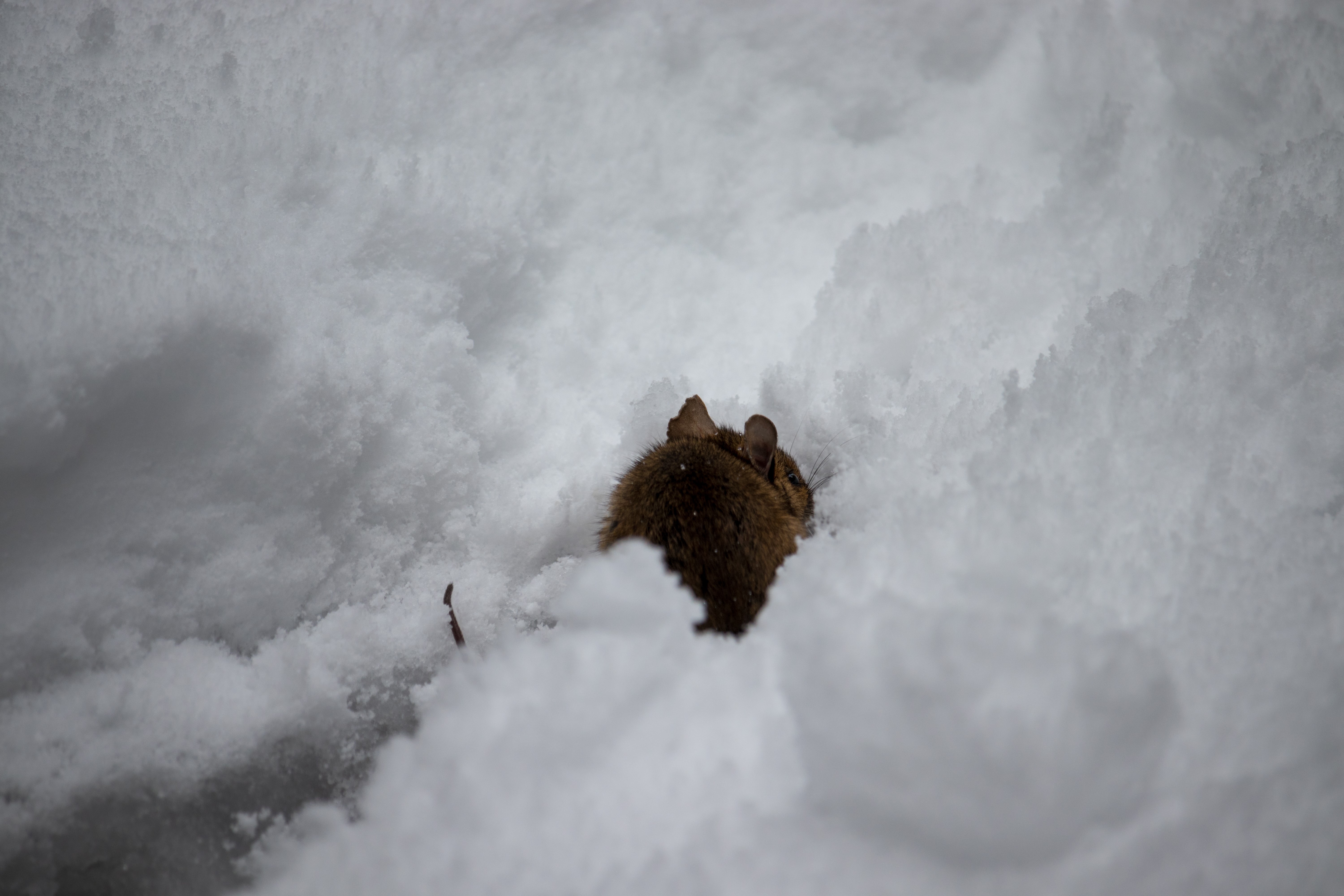 Mouse in the snow HD Wallpaper