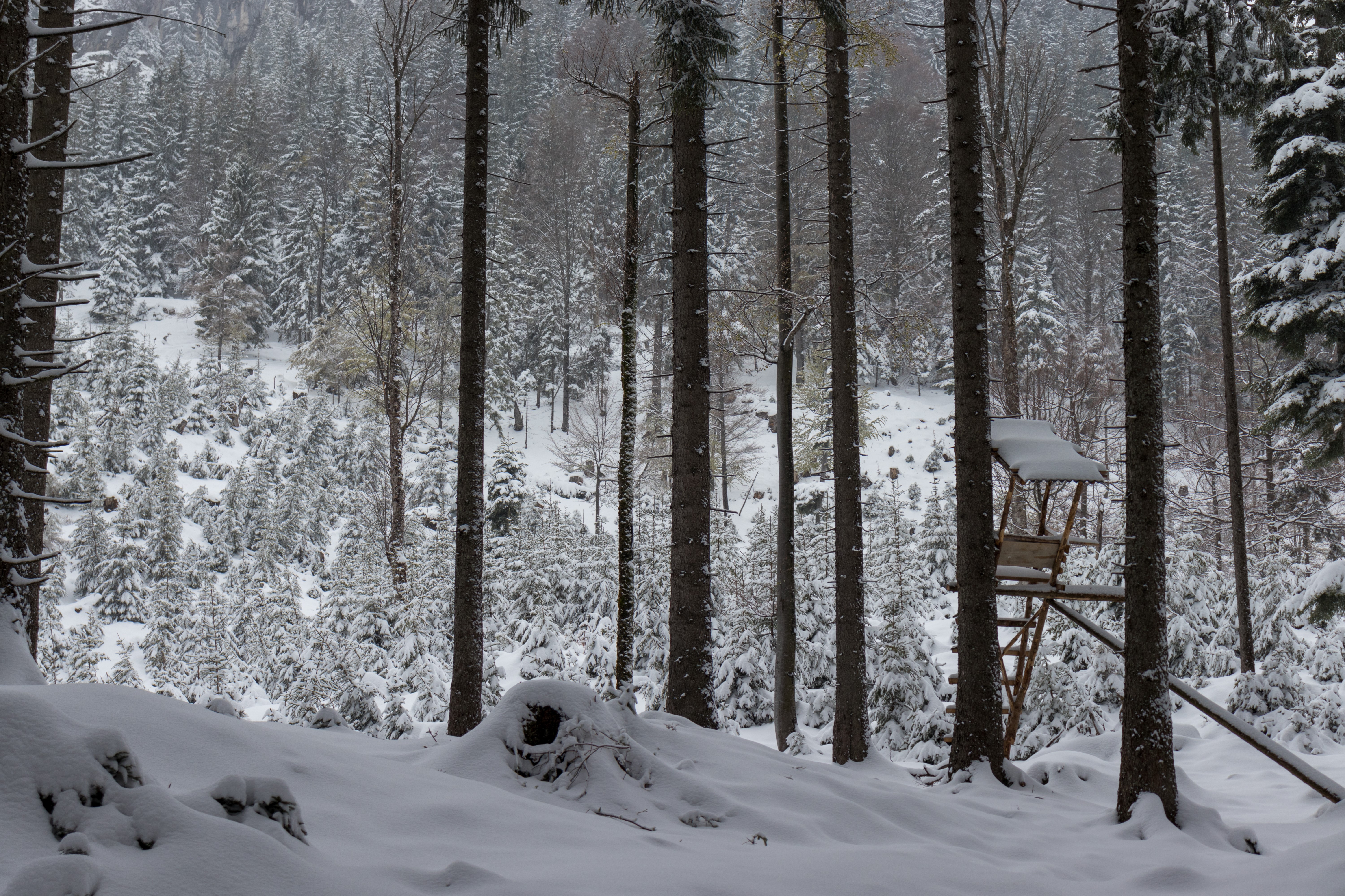 4K snow winter fir-tree landscape hunter's stand HD Wallpaper