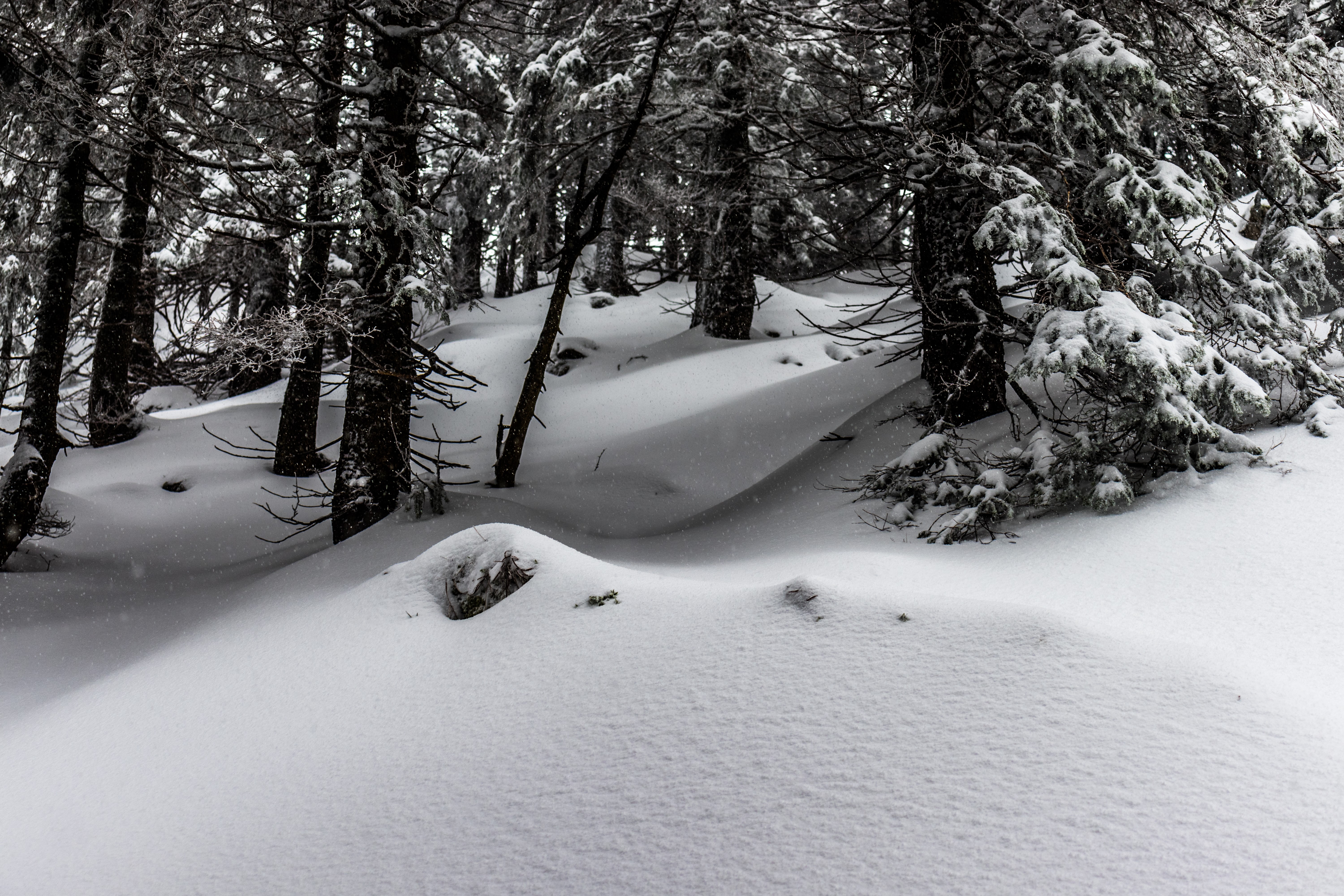 Winter forest with snow and fir trees HD Wallpaper