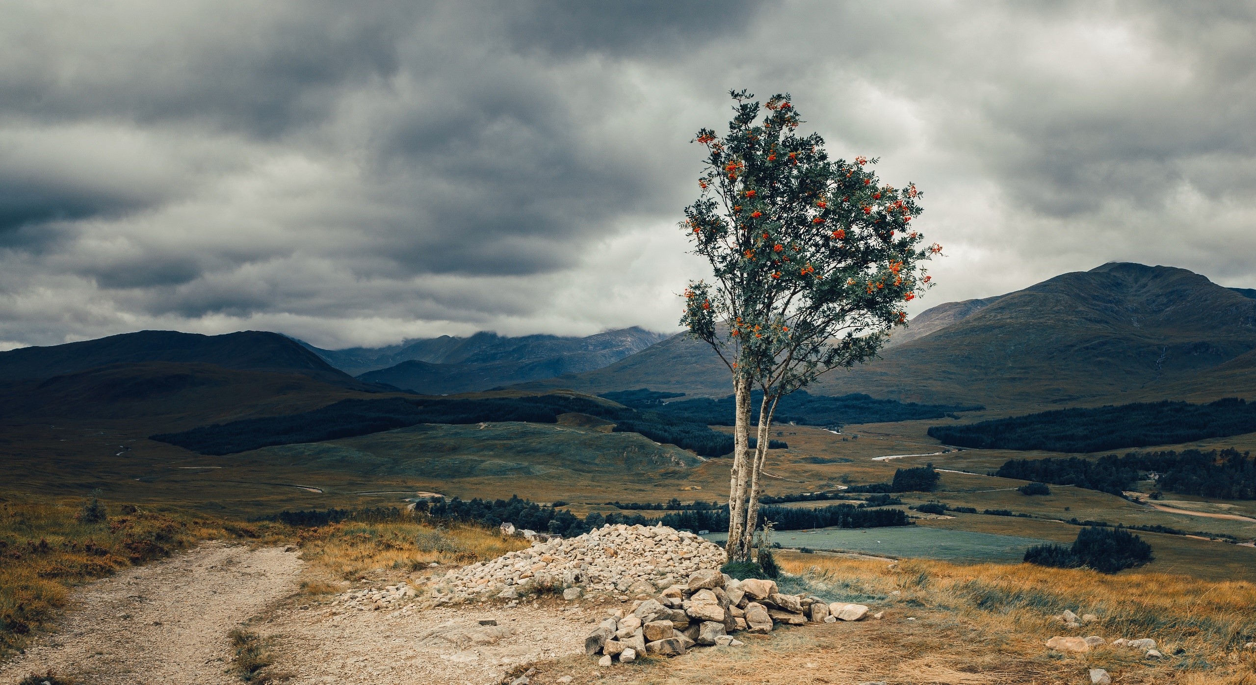 Tree with red berries on a hill overlooking mountains HD Wallpaper