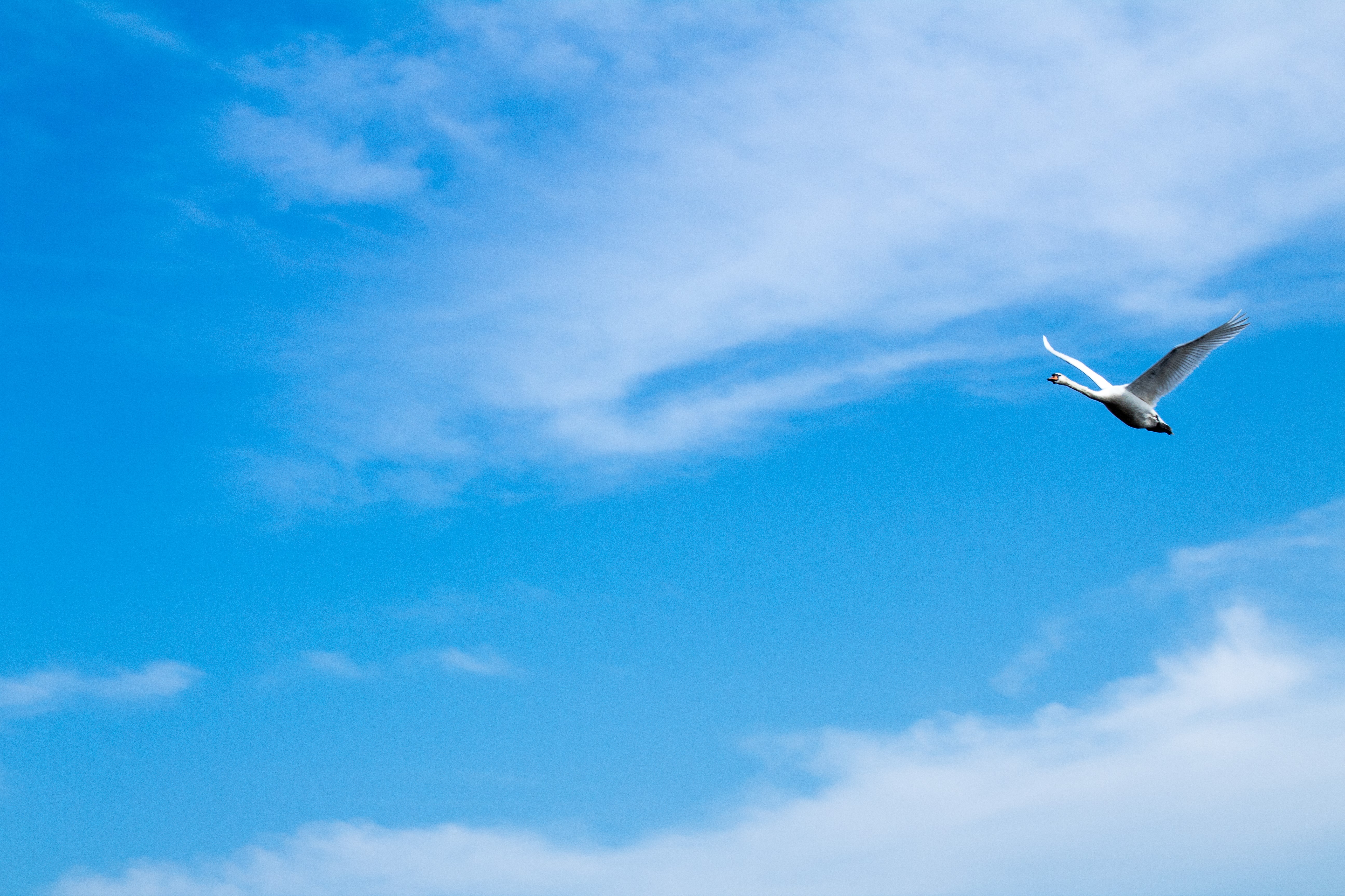 Swan flying in the sky with clouds HD Wallpaper