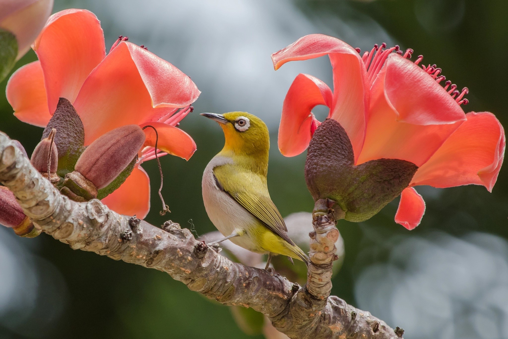 A small bird perched on a branch with orange flowers HD Wallpaper