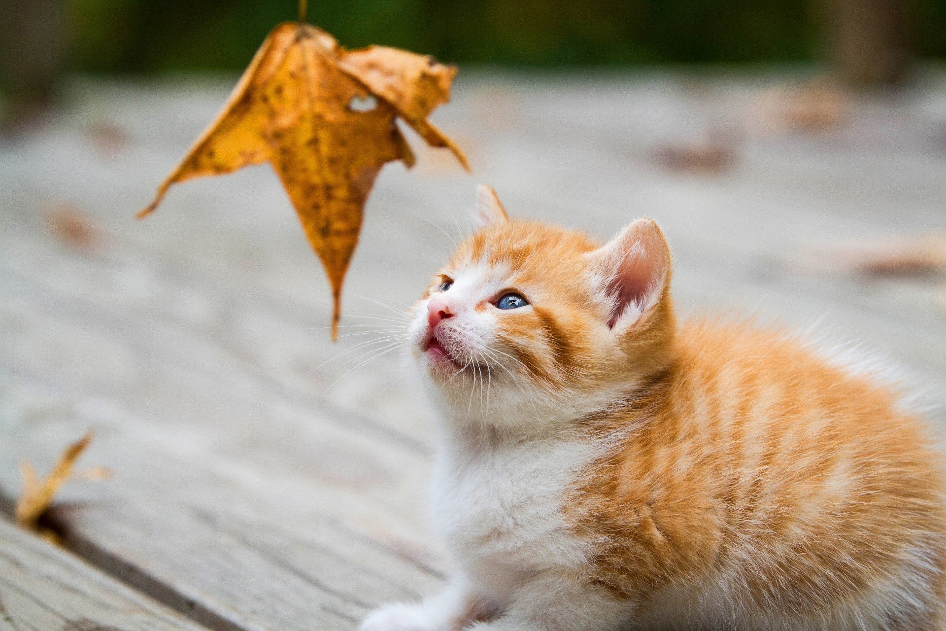 Orange tabby kitten looking up at a leaf HD Wallpaper