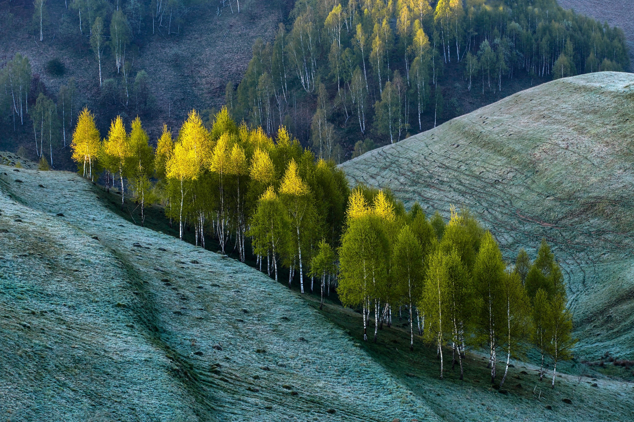 Birch trees on a grassy hillside in sunlight HD Wallpaper