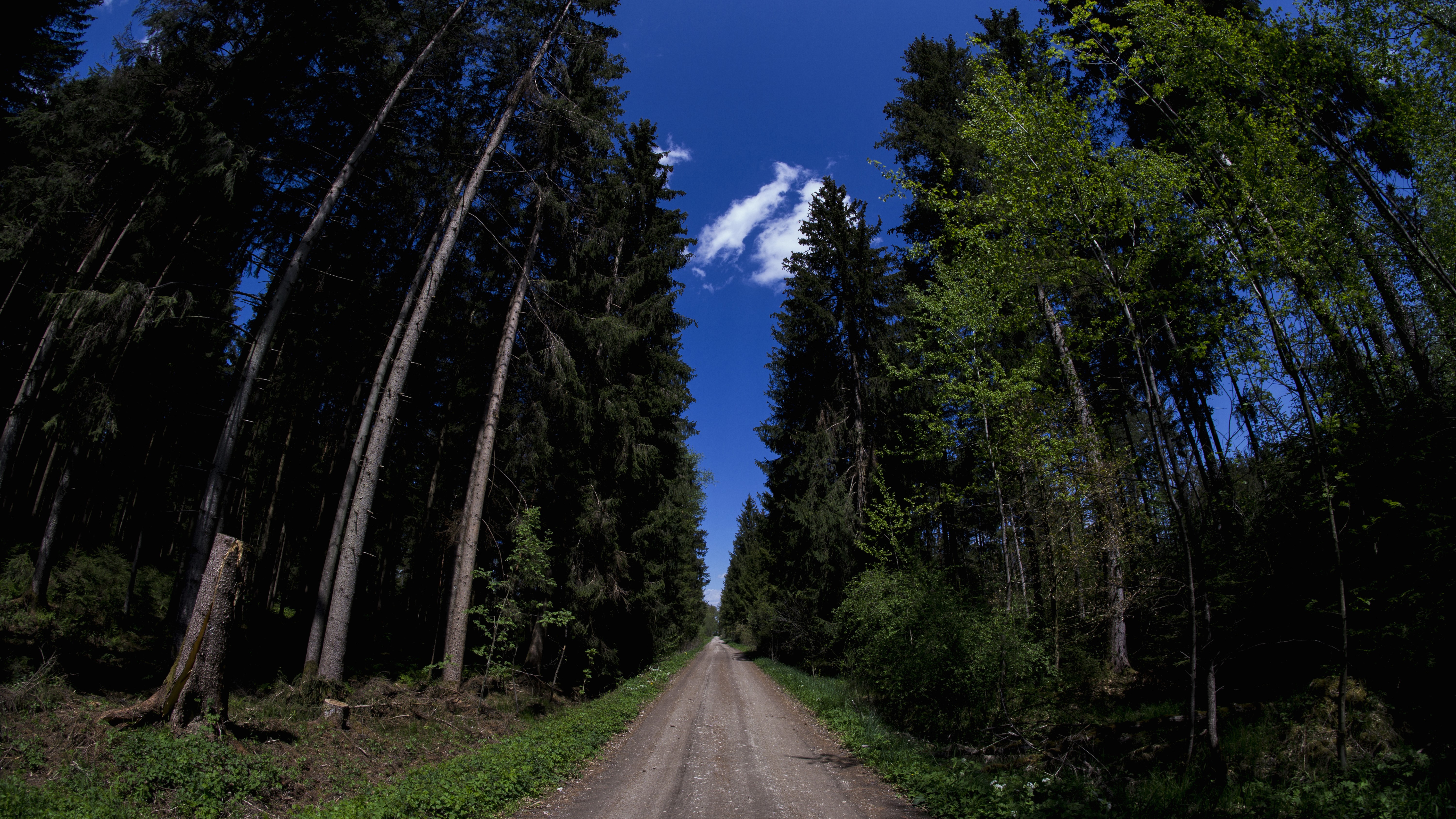 Dirt road through a forest with trees and blue sky HD Wallpaper