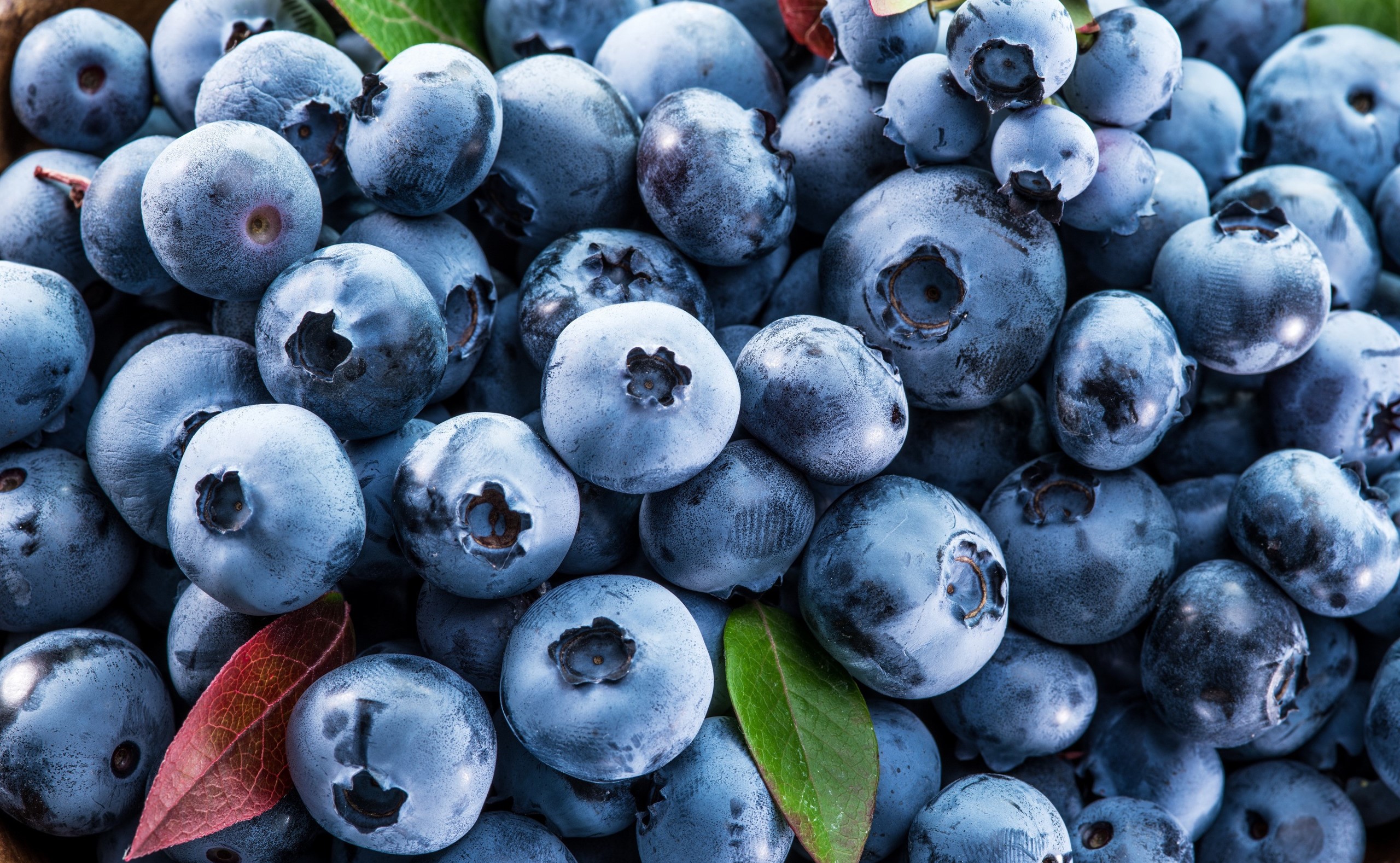 Close-up of fresh blueberries with leaves HD Wallpaper
