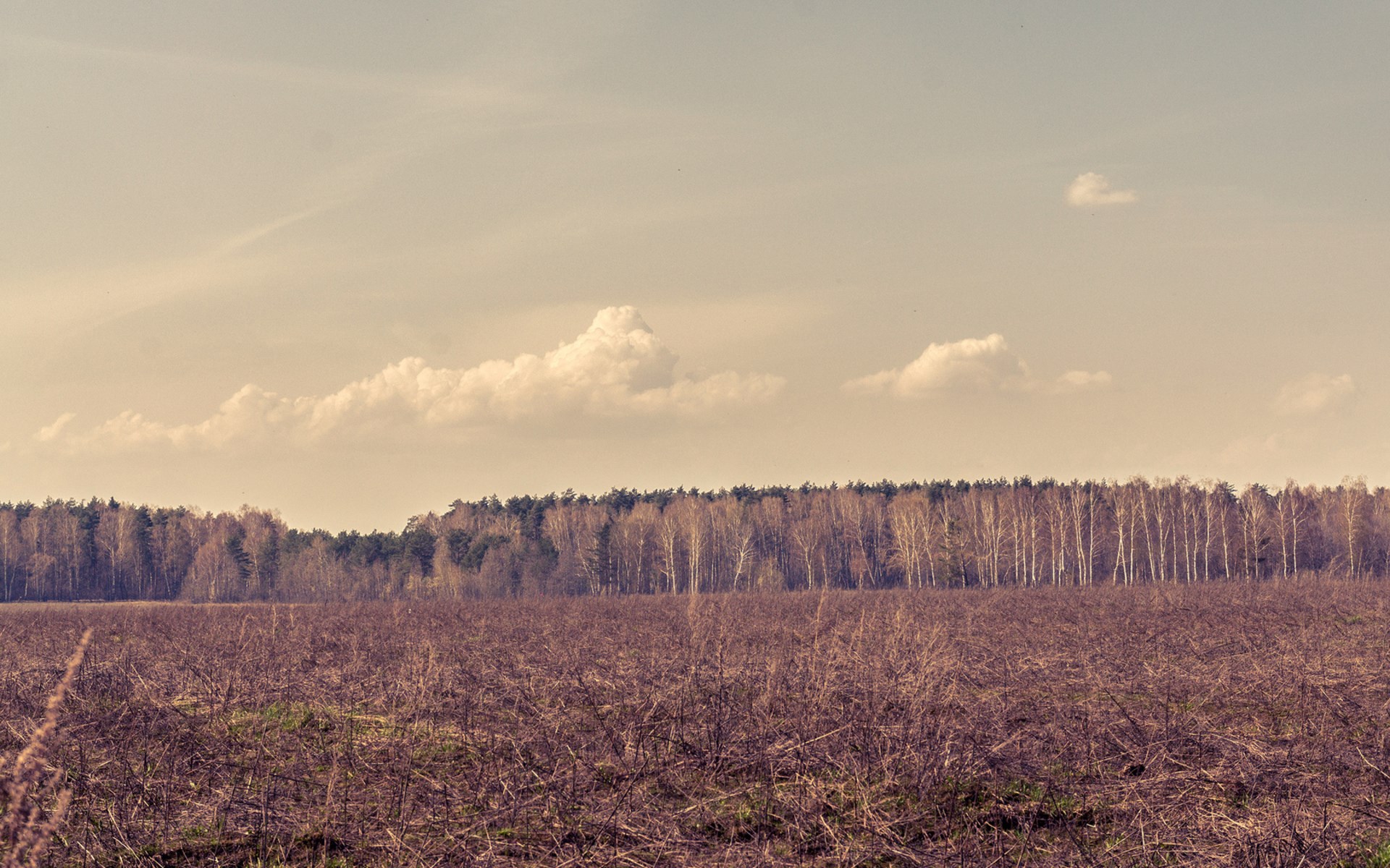 Field with dry grass and forest in the background HD Wallpaper