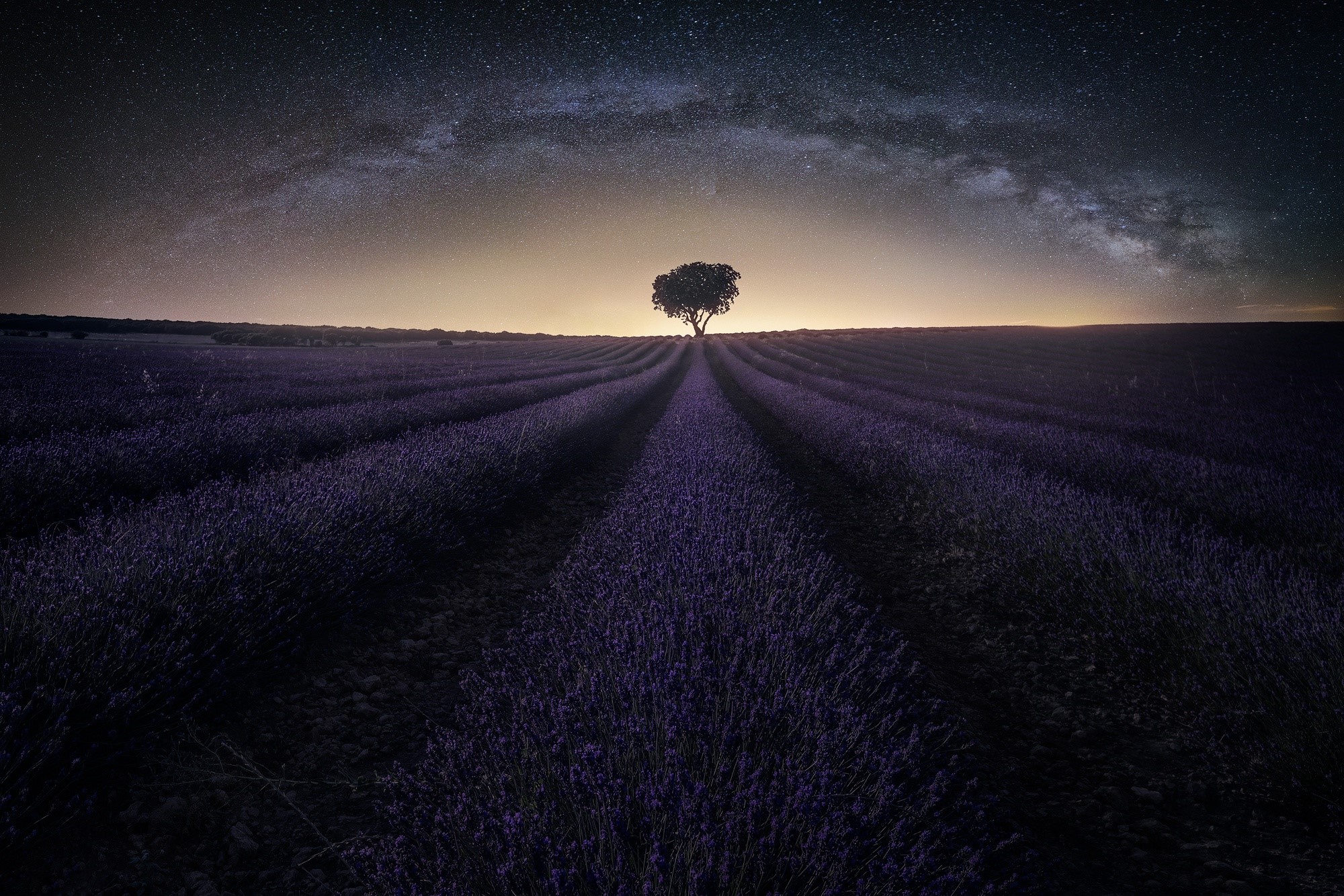 Lavender field under the Milky Way with a lone tree HD Wallpaper