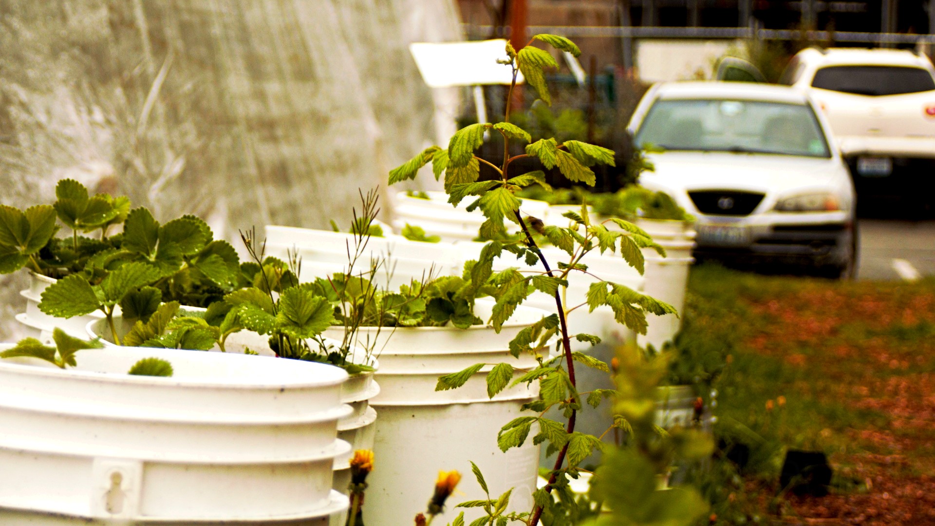 Strawberries growing in buckets with cars in the background HD Wallpaper