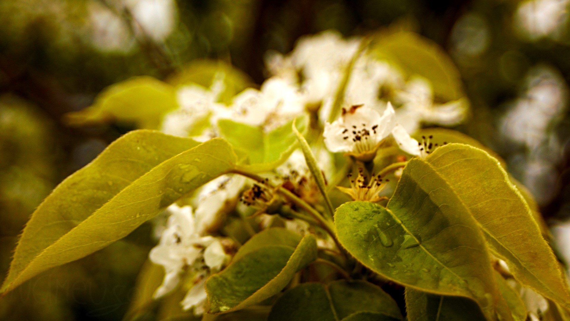 Close-up of pear blossoms with water droplets HD Wallpaper
