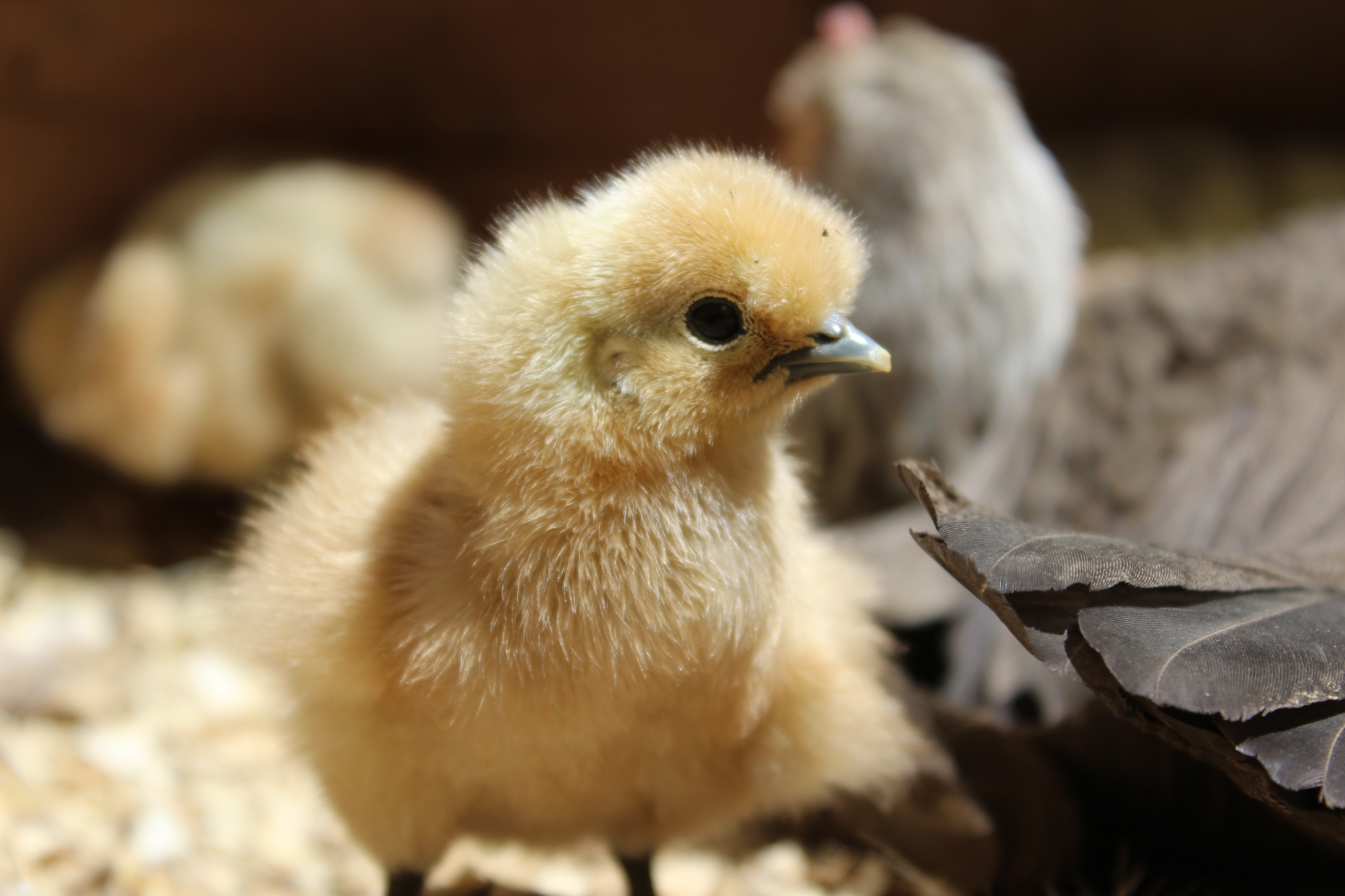 Fluffy baby silkie chickens in straw HD Wallpaper