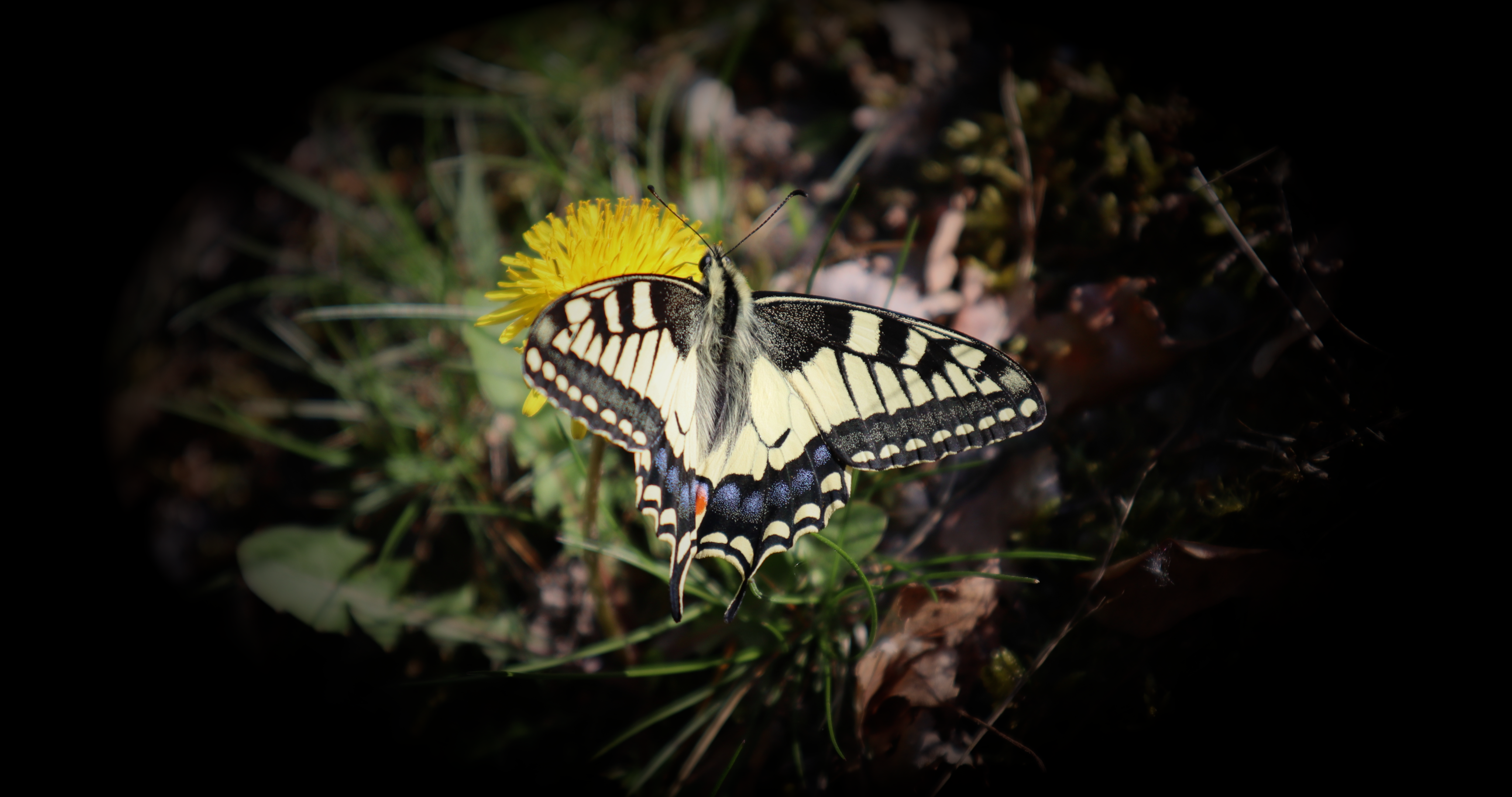 Butterfly on a yellow flower HD Wallpaper