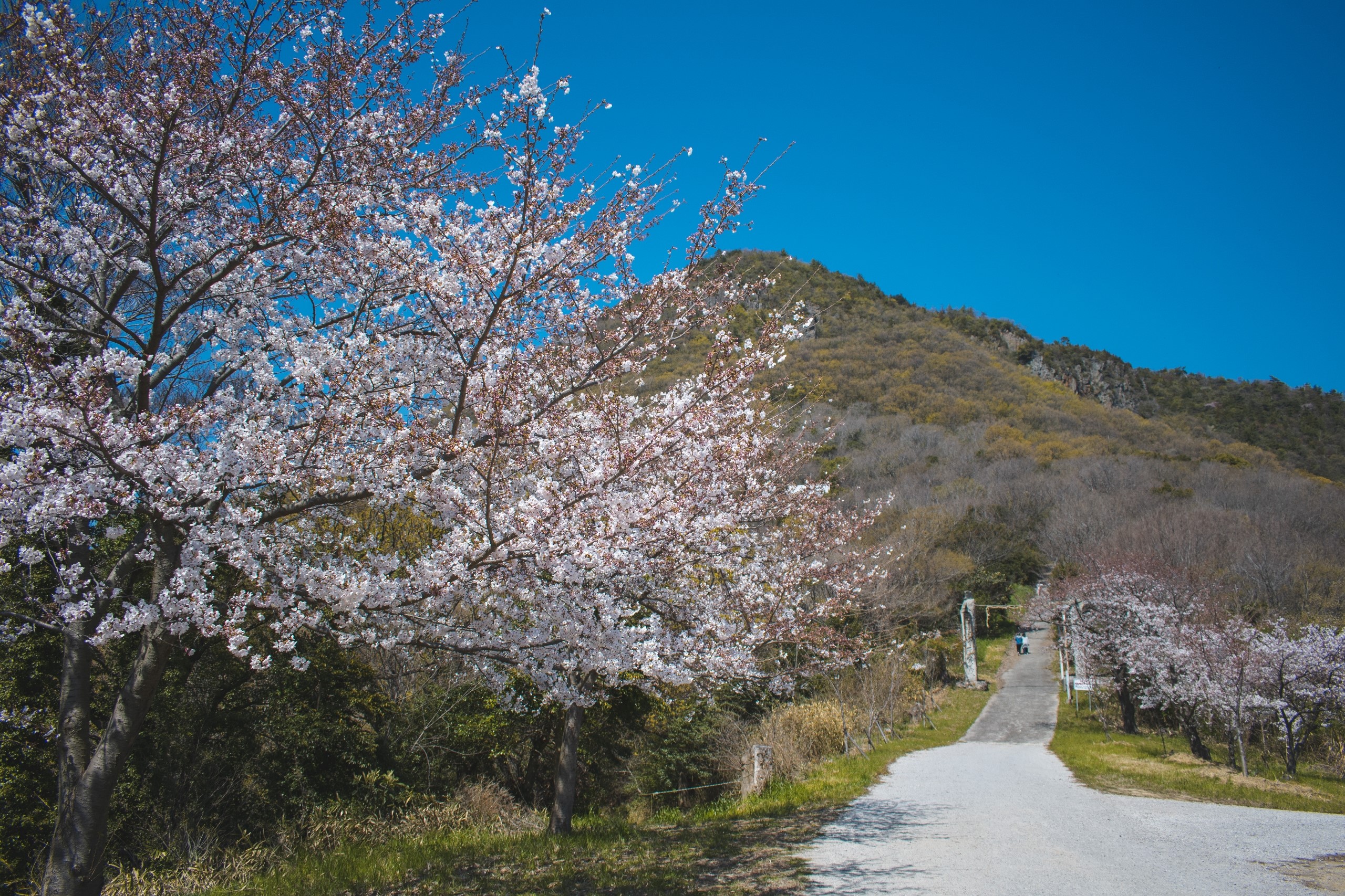 Cherry blossoms bloom along a path leading to a mountain in Japan HD Wallpaper