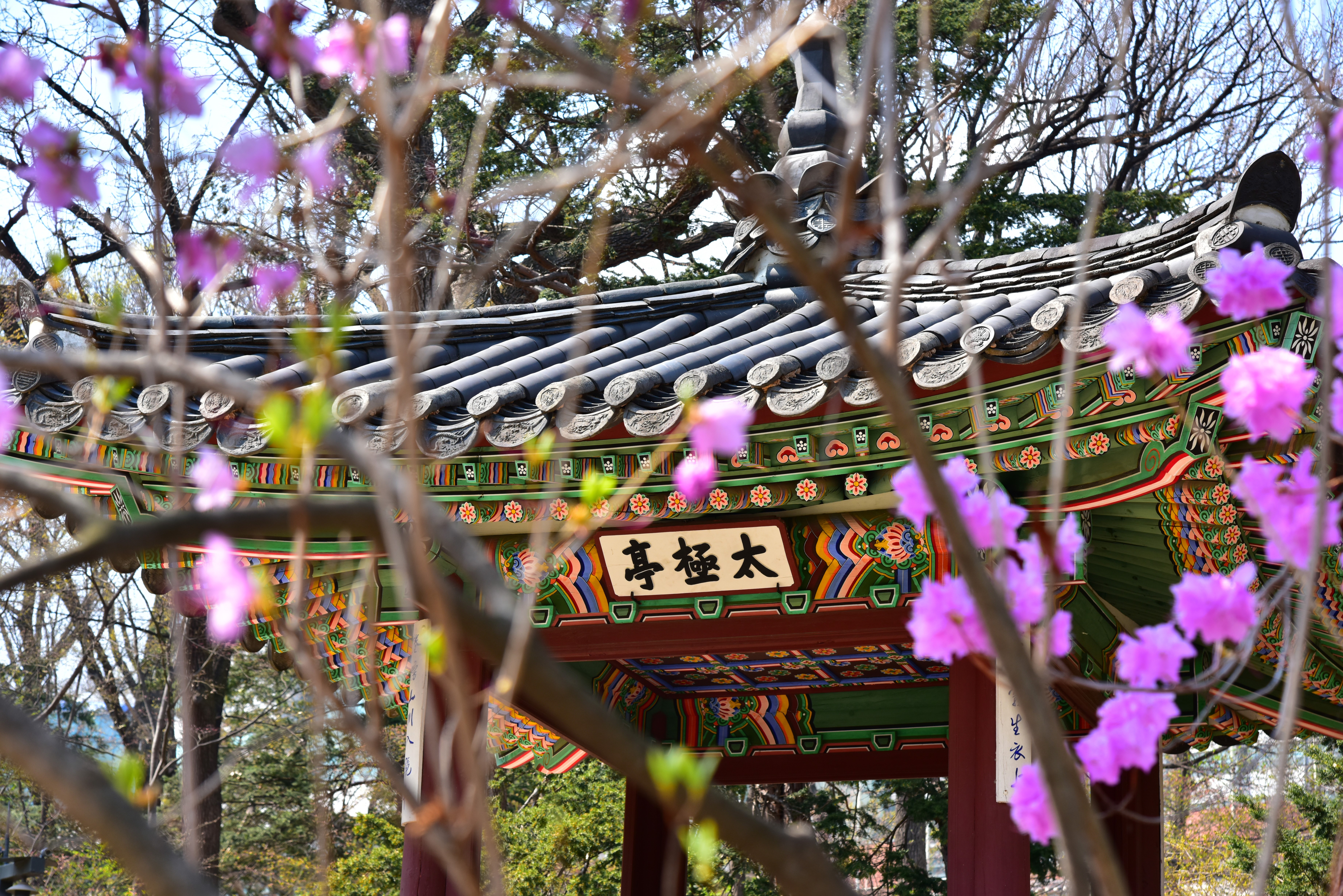 Korean traditional pavilion with pink flowers HD Wallpaper