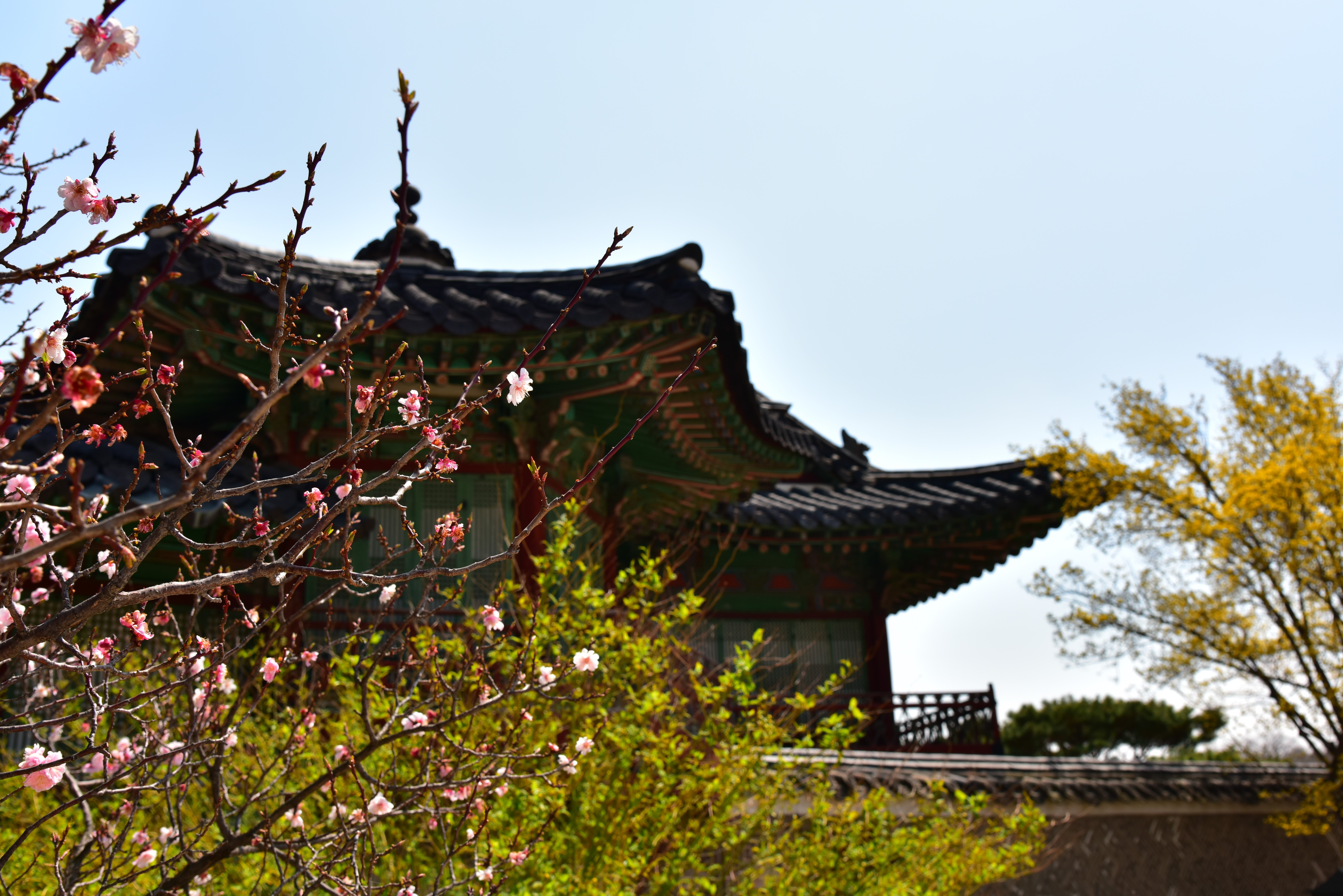 Korean architecture with blooming cherry blossoms HD Wallpaper