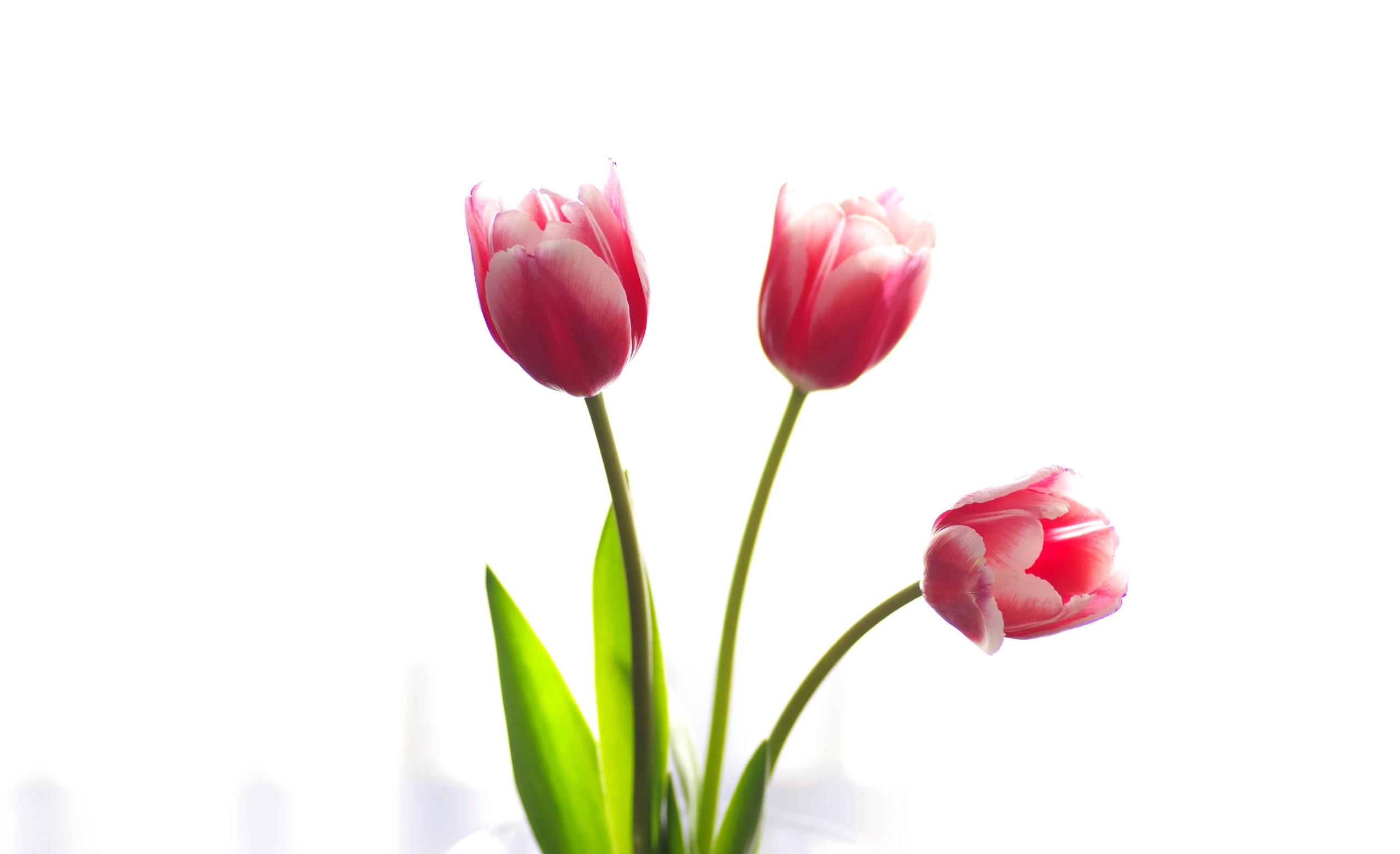 Three pink and white tulips against a white background HD Wallpaper