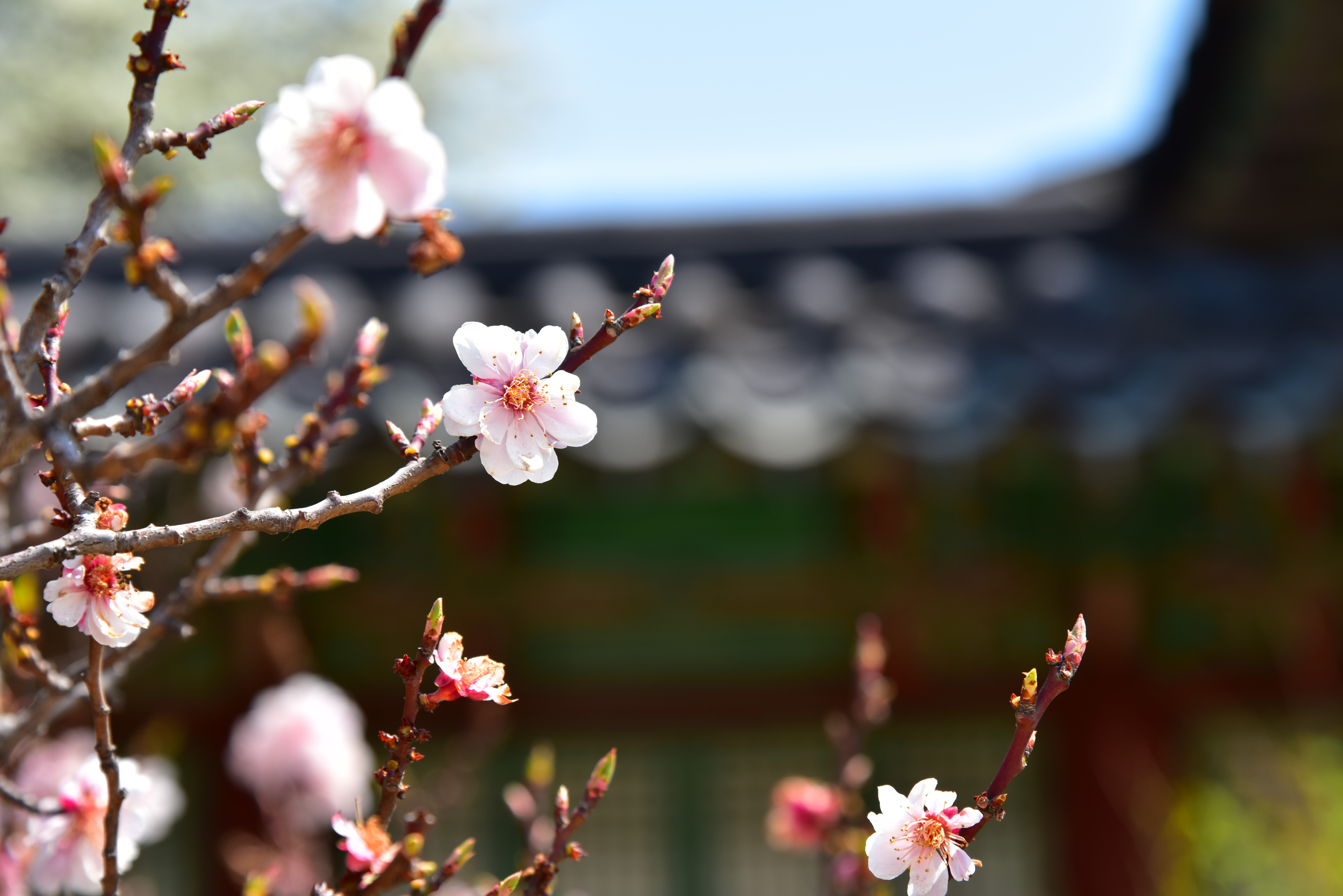 4K Korean flowers and plants HD Wallpaper