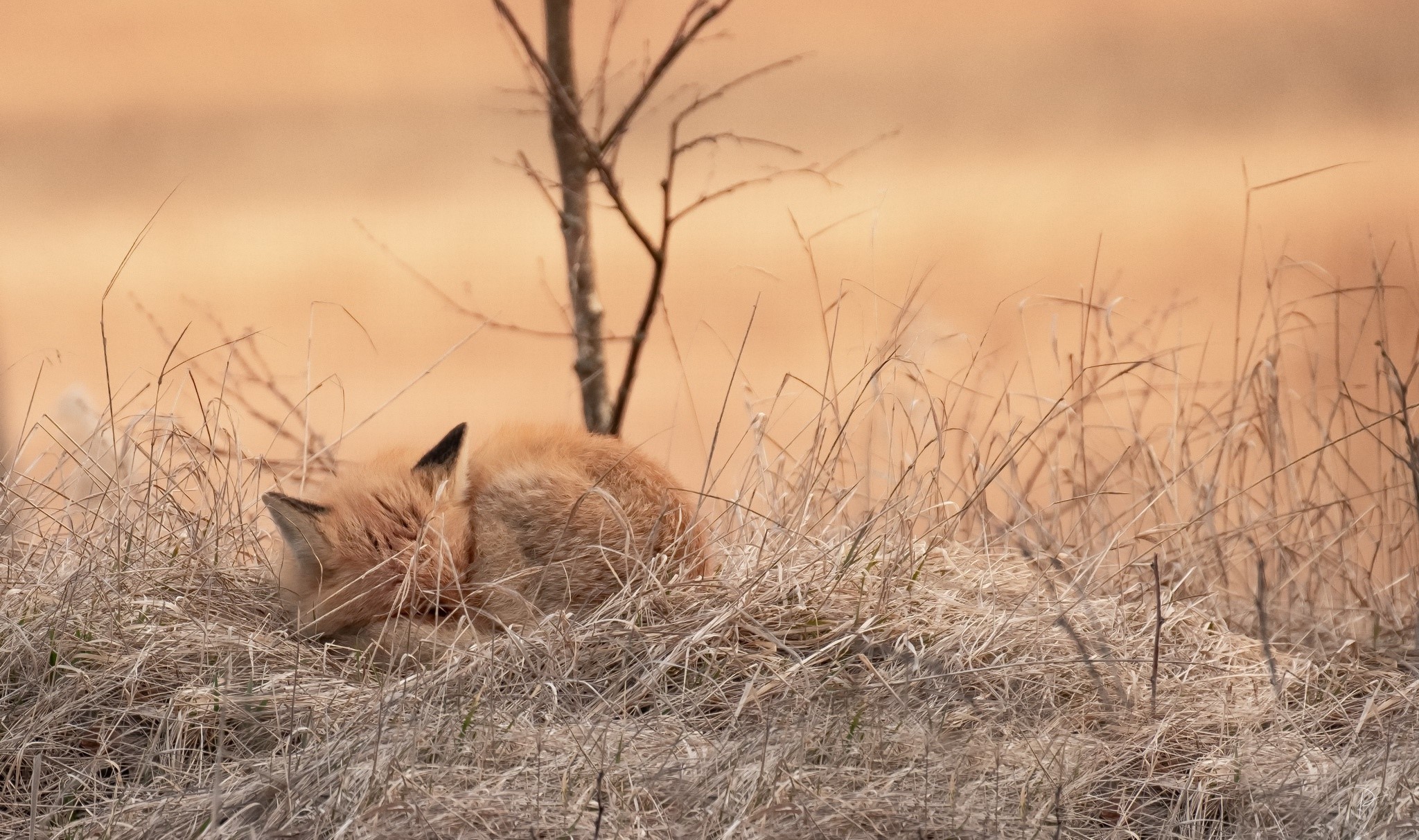 Red fox sleeping in dry grass near a tree HD Wallpaper