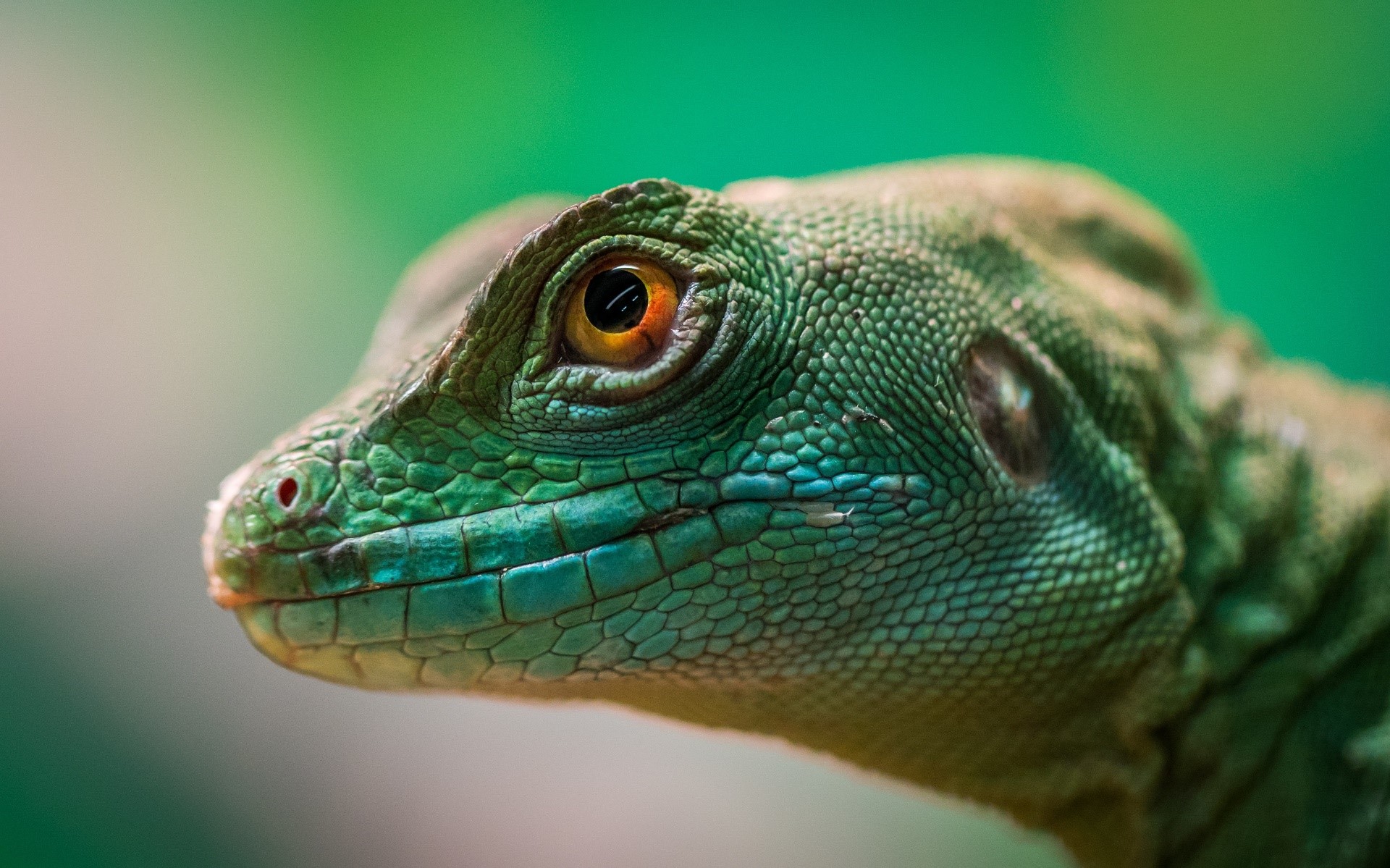 Close-up of a green lizard's head HD Wallpaper