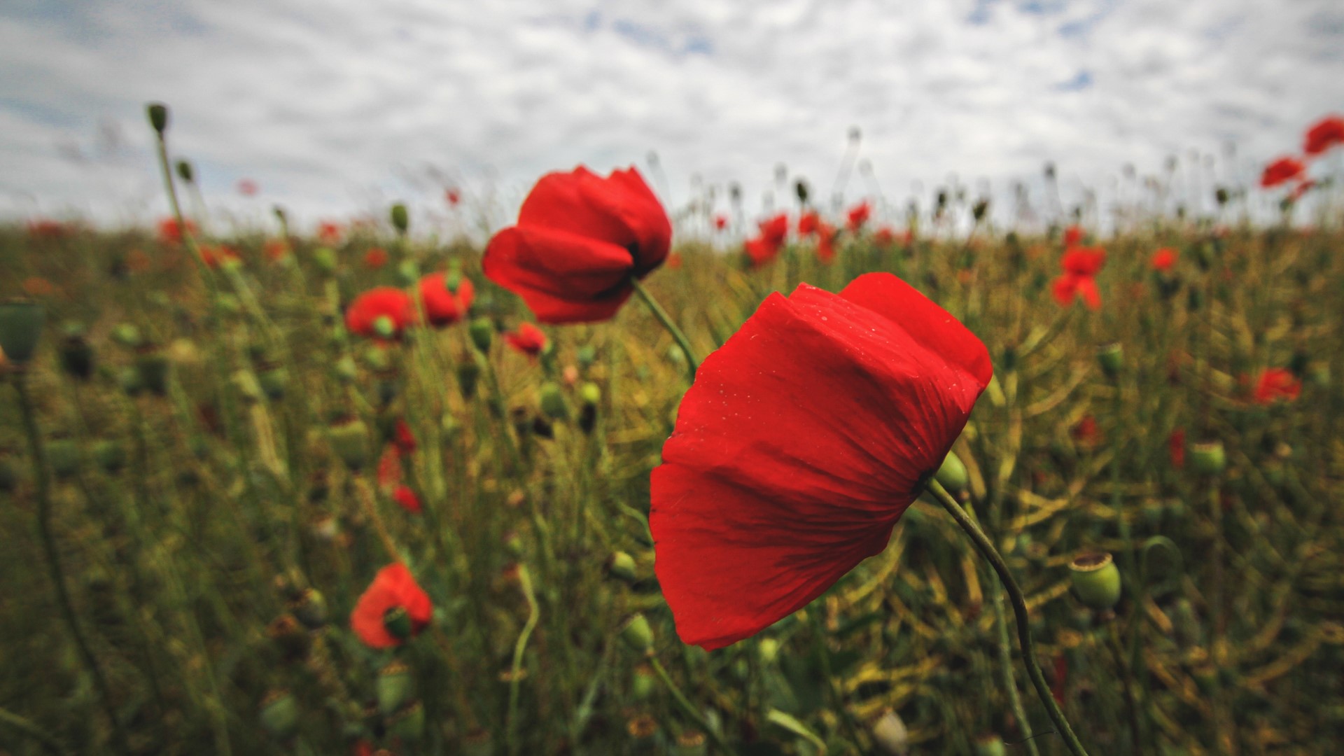 Field of red poppies under a cloudy sky HD Wallpaper